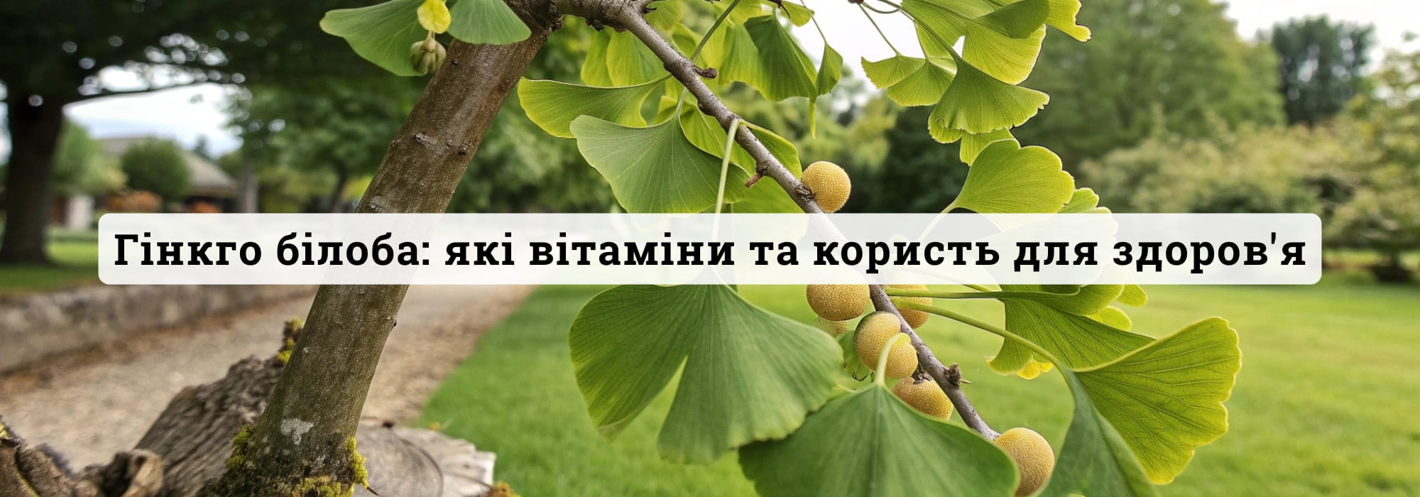 Гінкго білоба