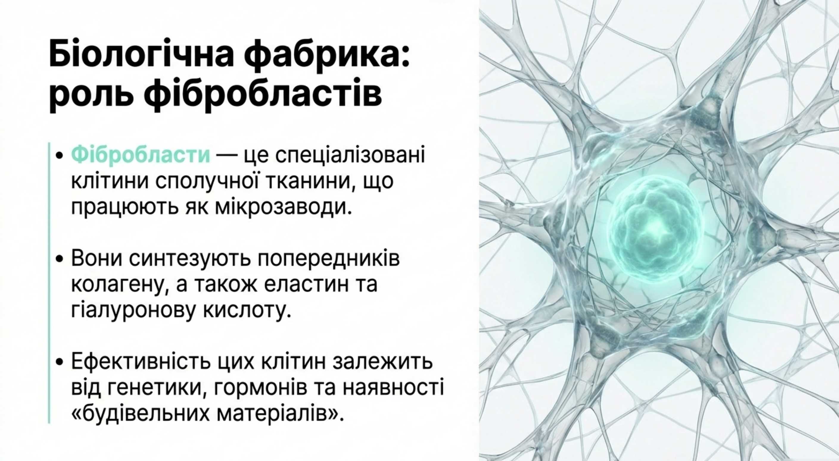 Біологічна фабрика. Що виробляє колаген?