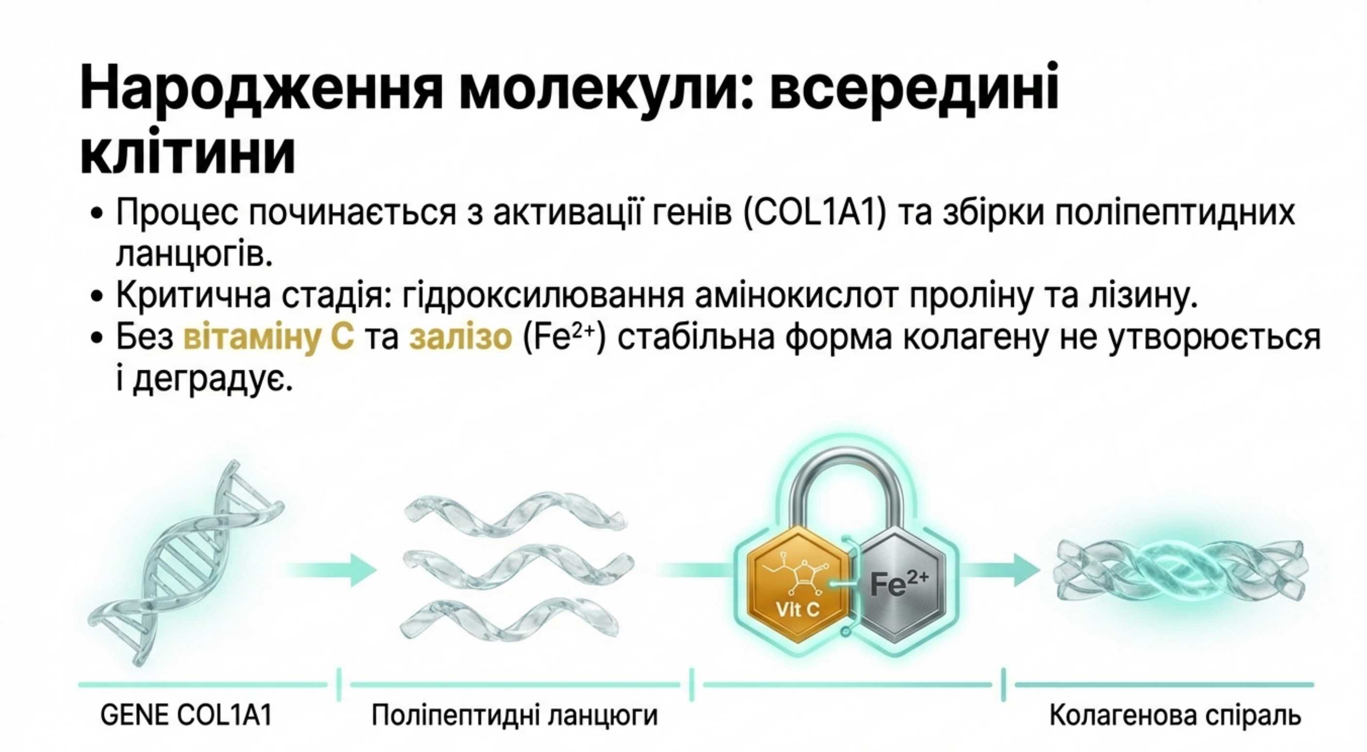 Глибокий аналіз. Процес утворення колагену у фібробластах
