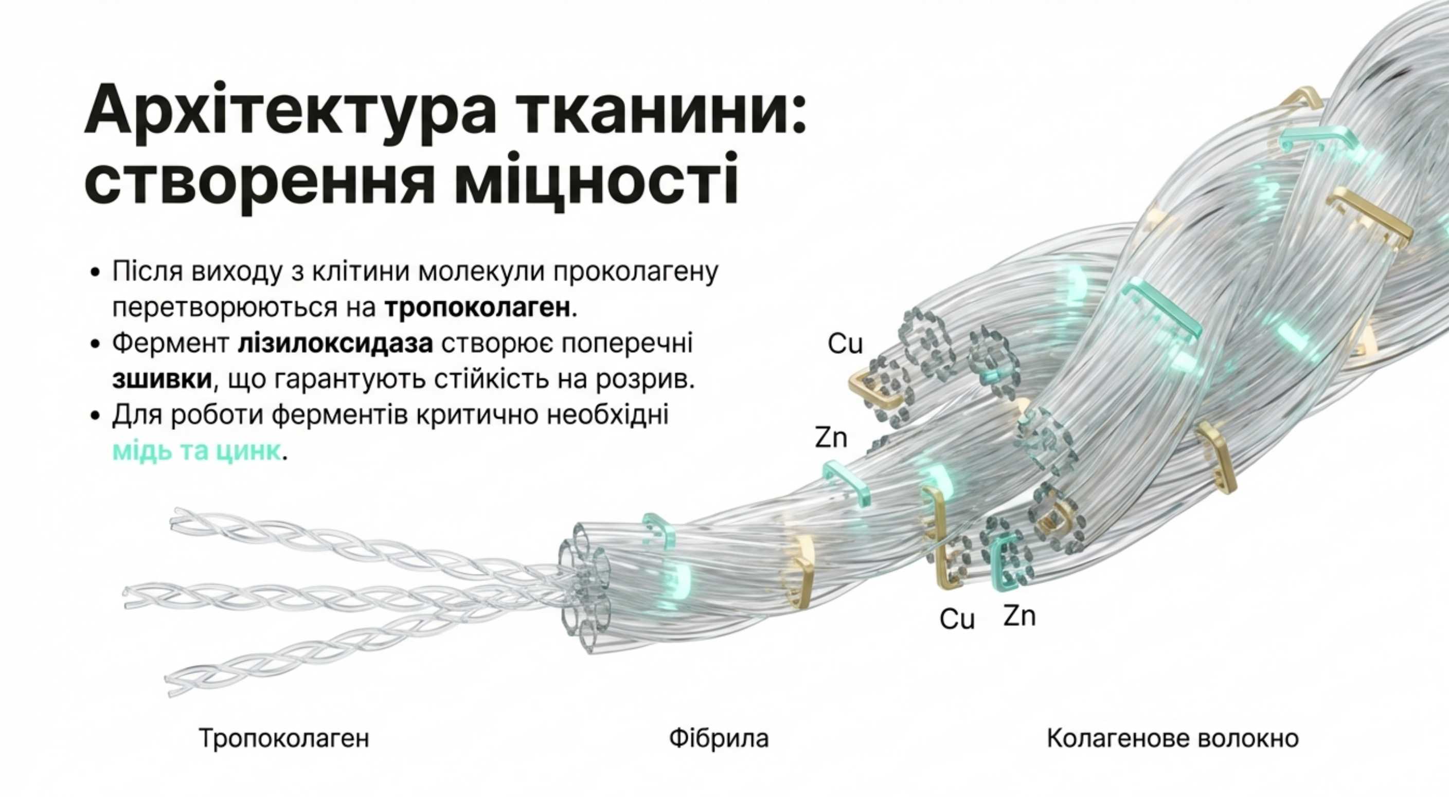 Етап 2: Позаклітинне дозрівання (Архітектура тканини)