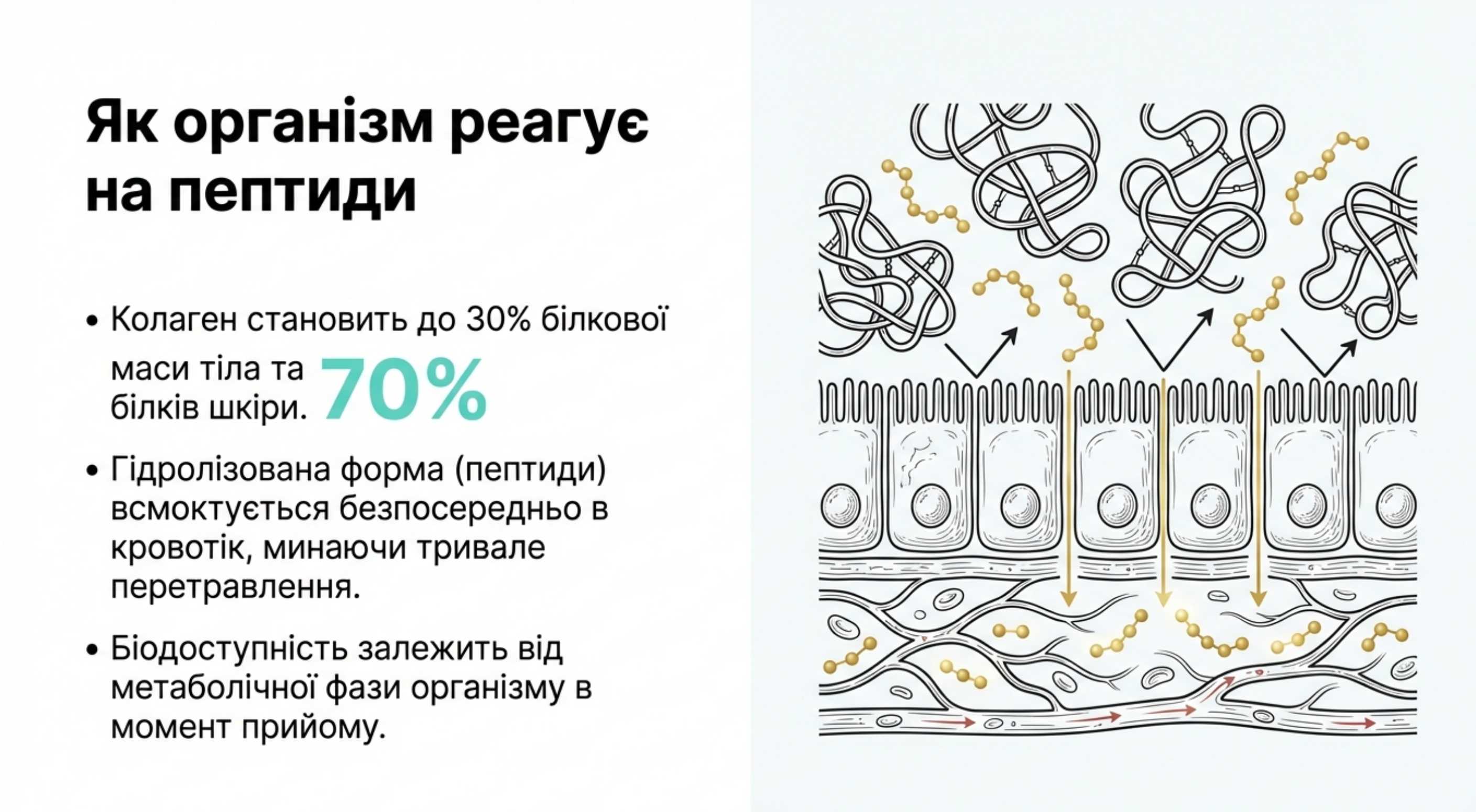 Біохімічна архітектура. Як організм реагує на пептиди