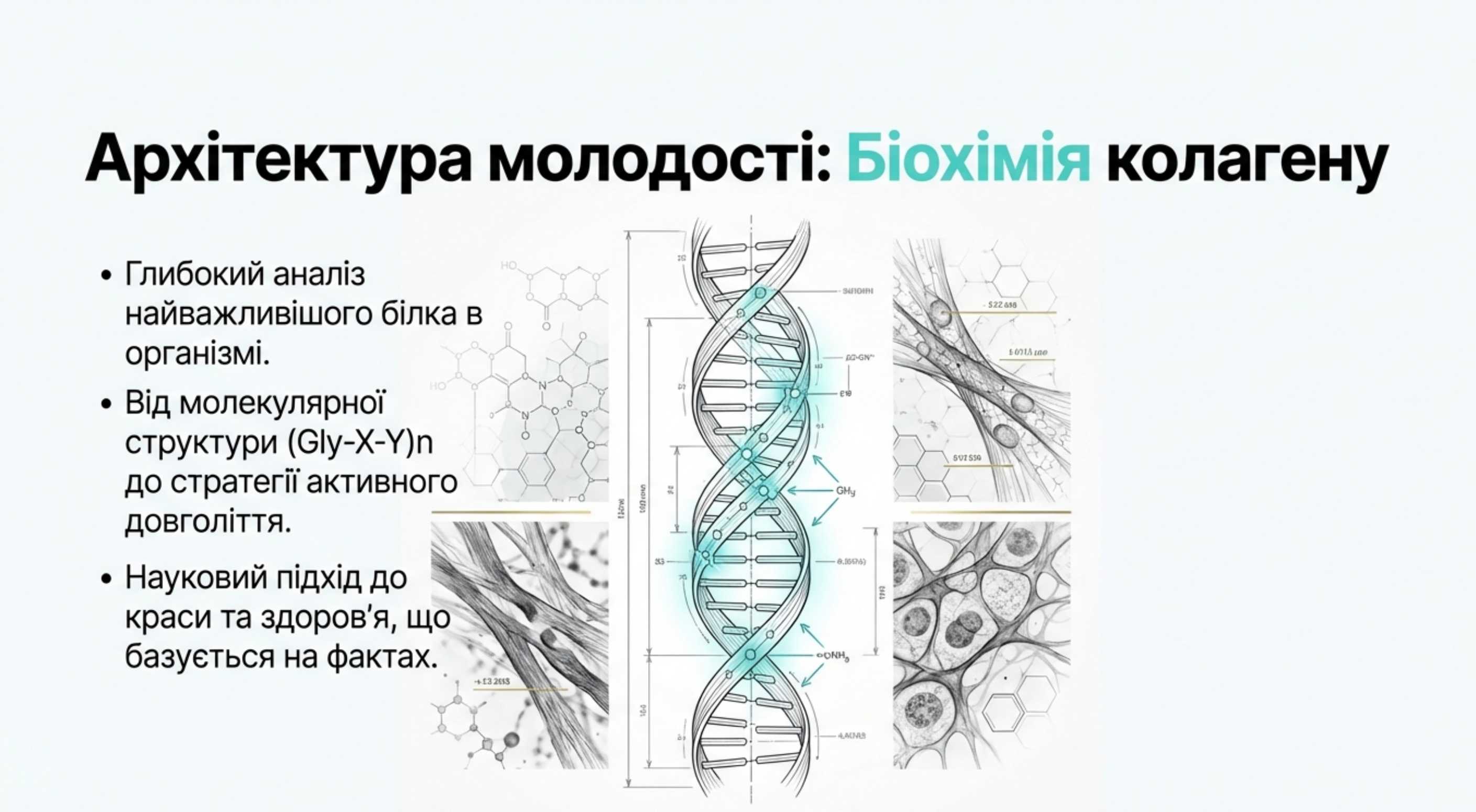 Фундаментальна коллагенова біохімія [a]. Від амінокислоти до фібрил