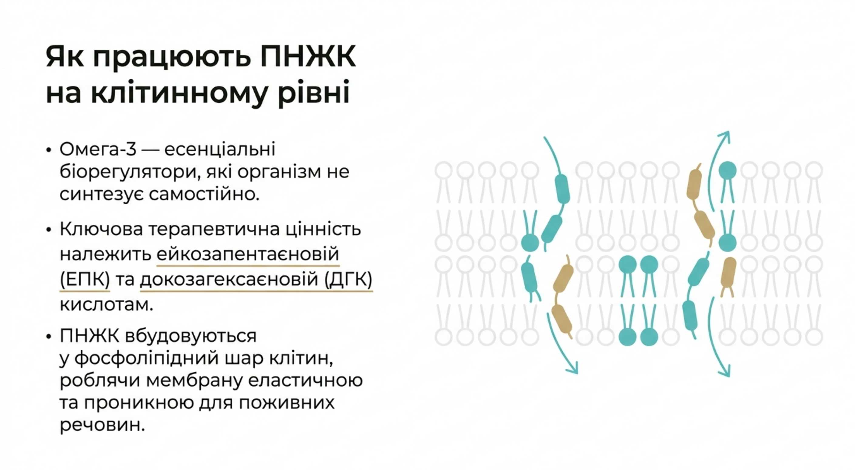 Фундаментальні омега 3 показання. Як працюють ПНЖК на клітинному рівні
