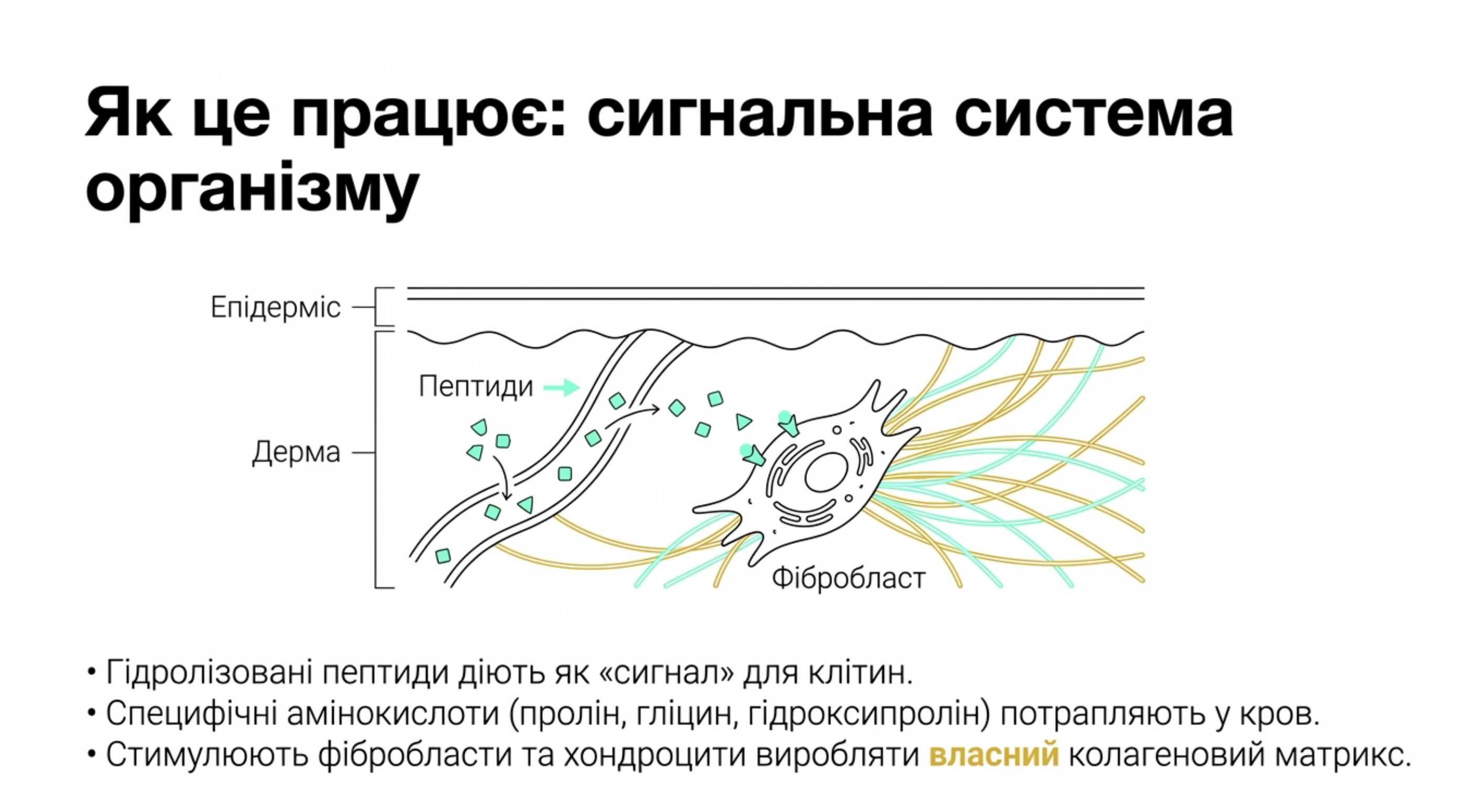 Фундаментальна користь колагену для організму. Що говорять дослідження