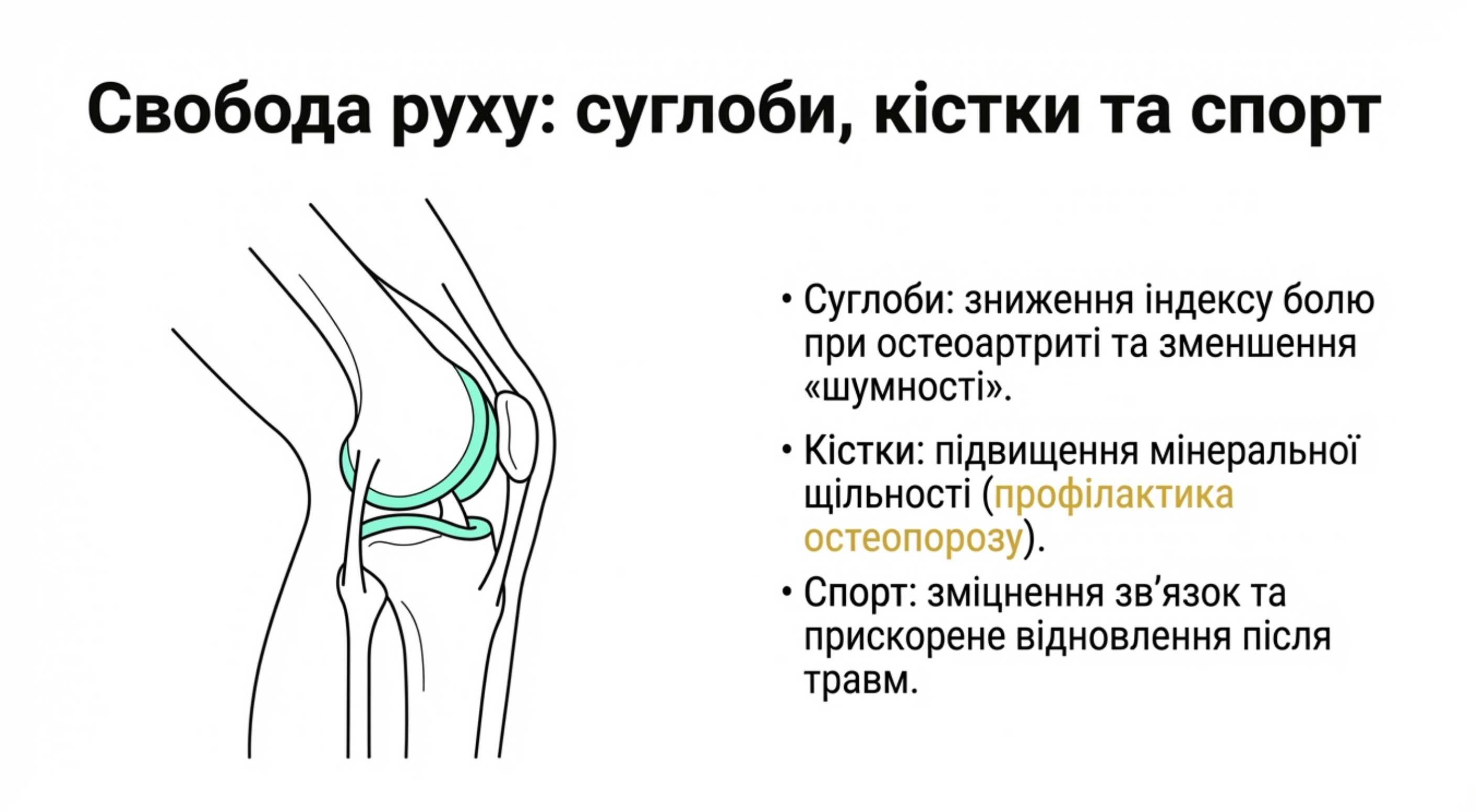 2. Опорно-руховий апарат
