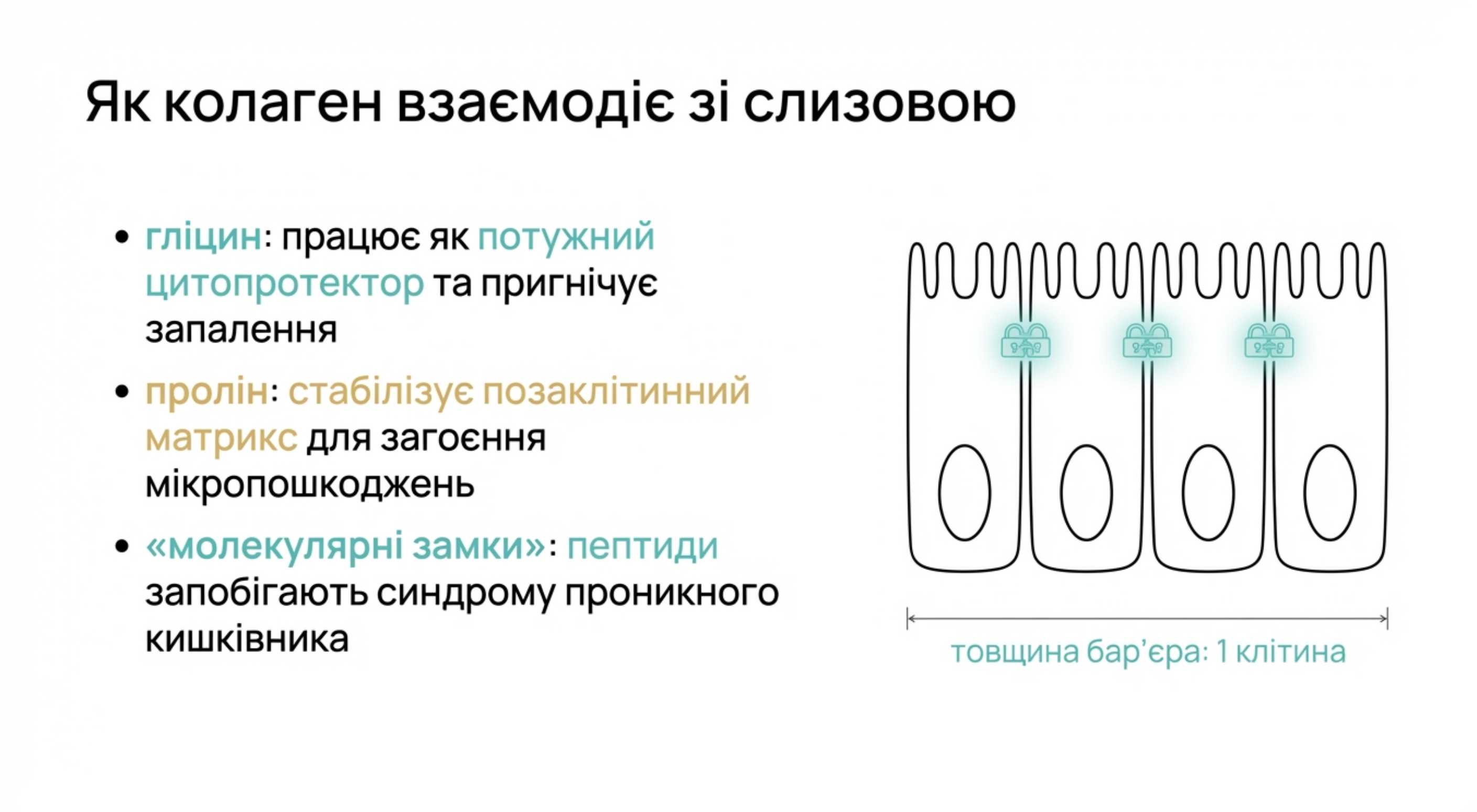 Як колаген взаємодіє із шлунково-кишковим трактом