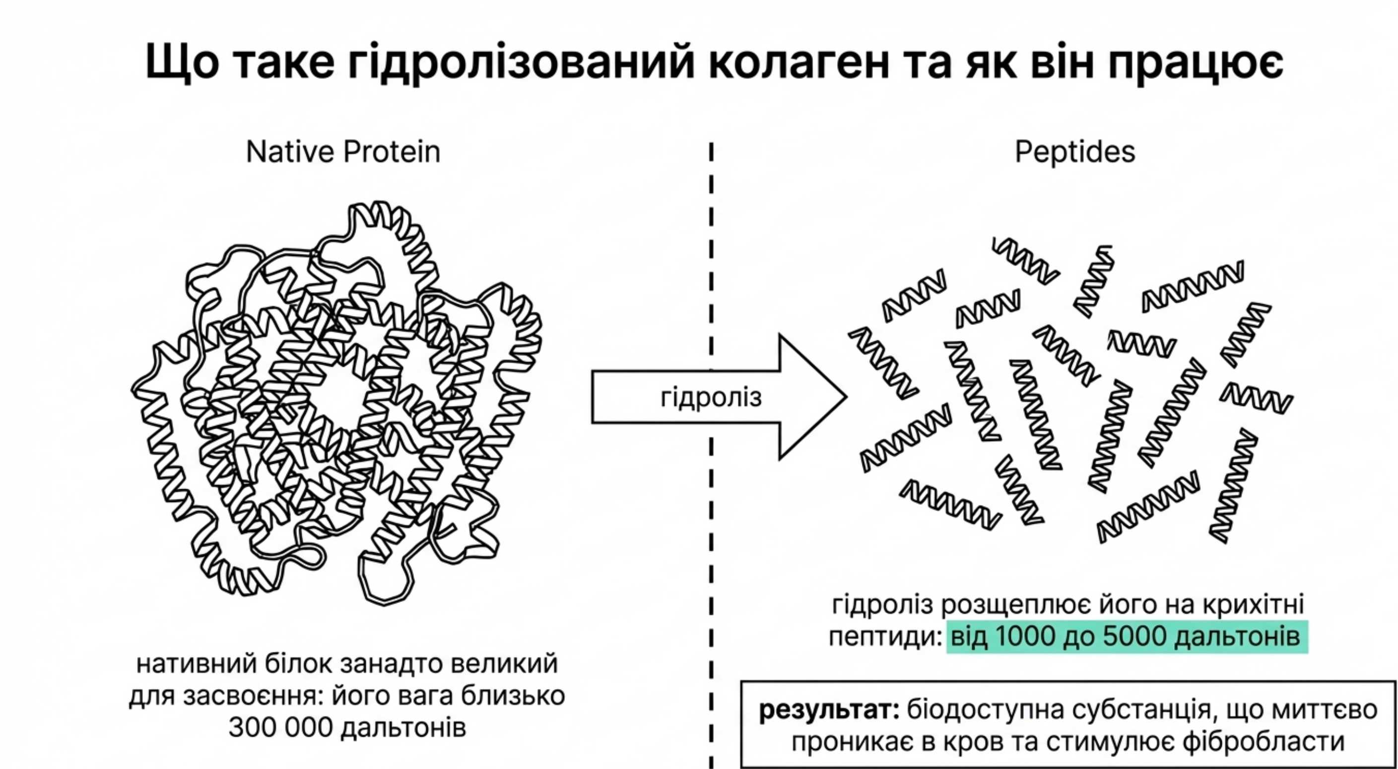 Що таке гідролізований коллаген і як працює цей білок?