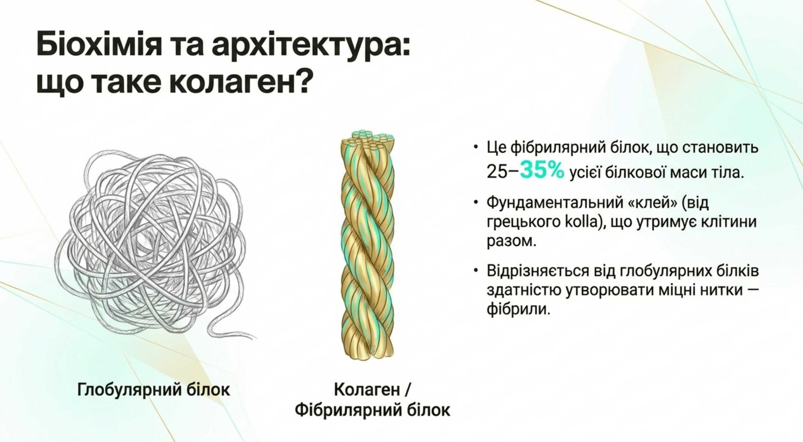 Биохимия и архитектура. Что такое коллаген на молекулярном уровне
