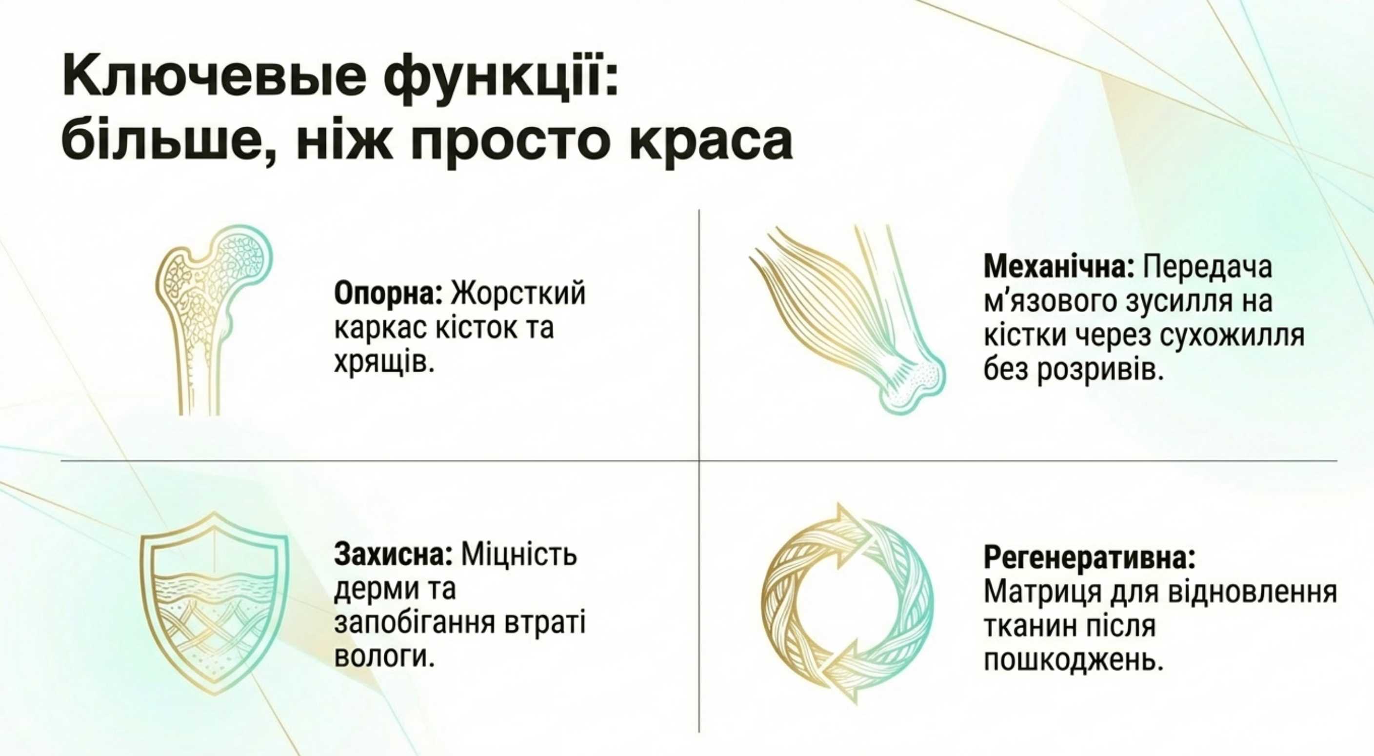 Ключевые функции белка коллагена
