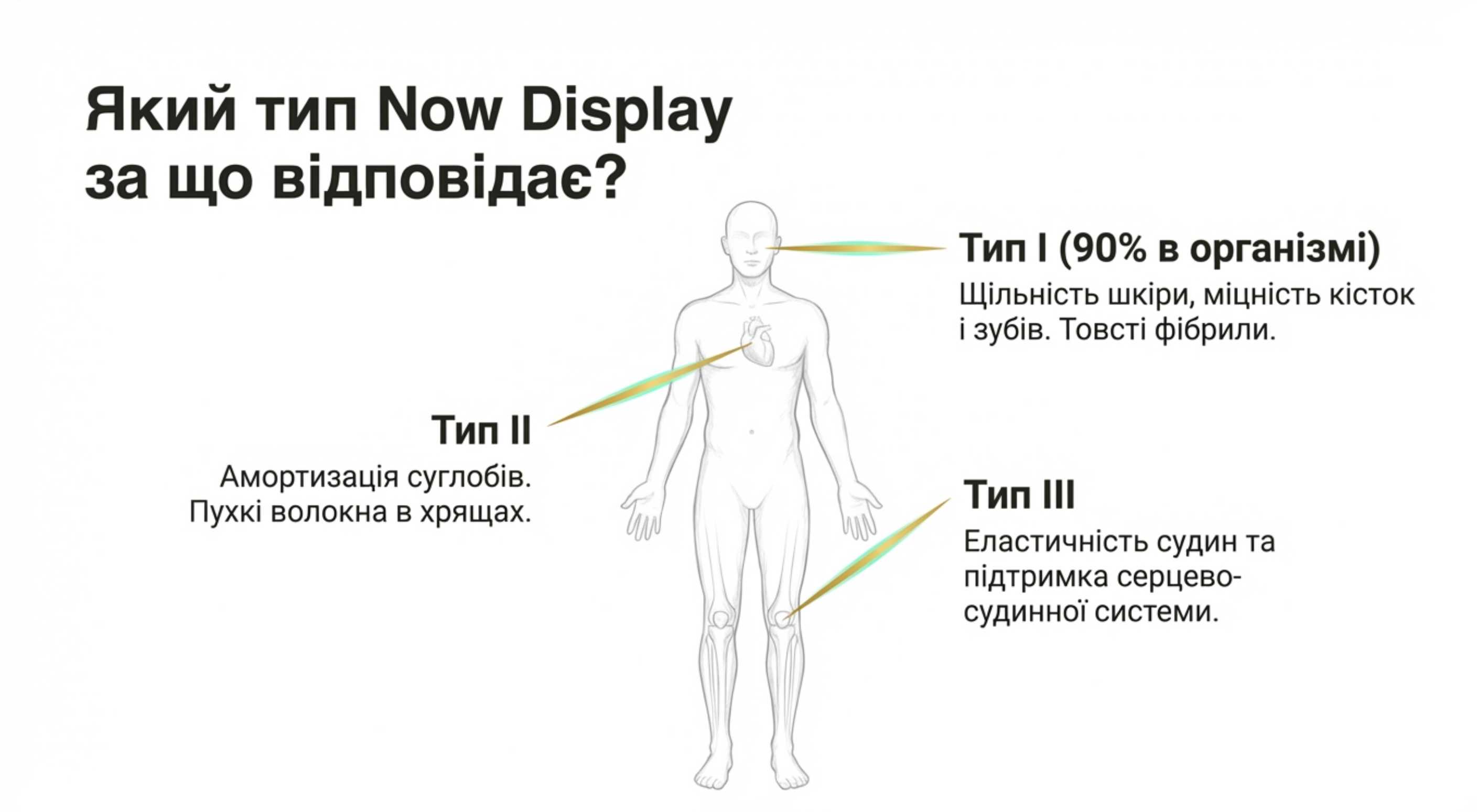 Типология. Какой коллаген за что отвечает