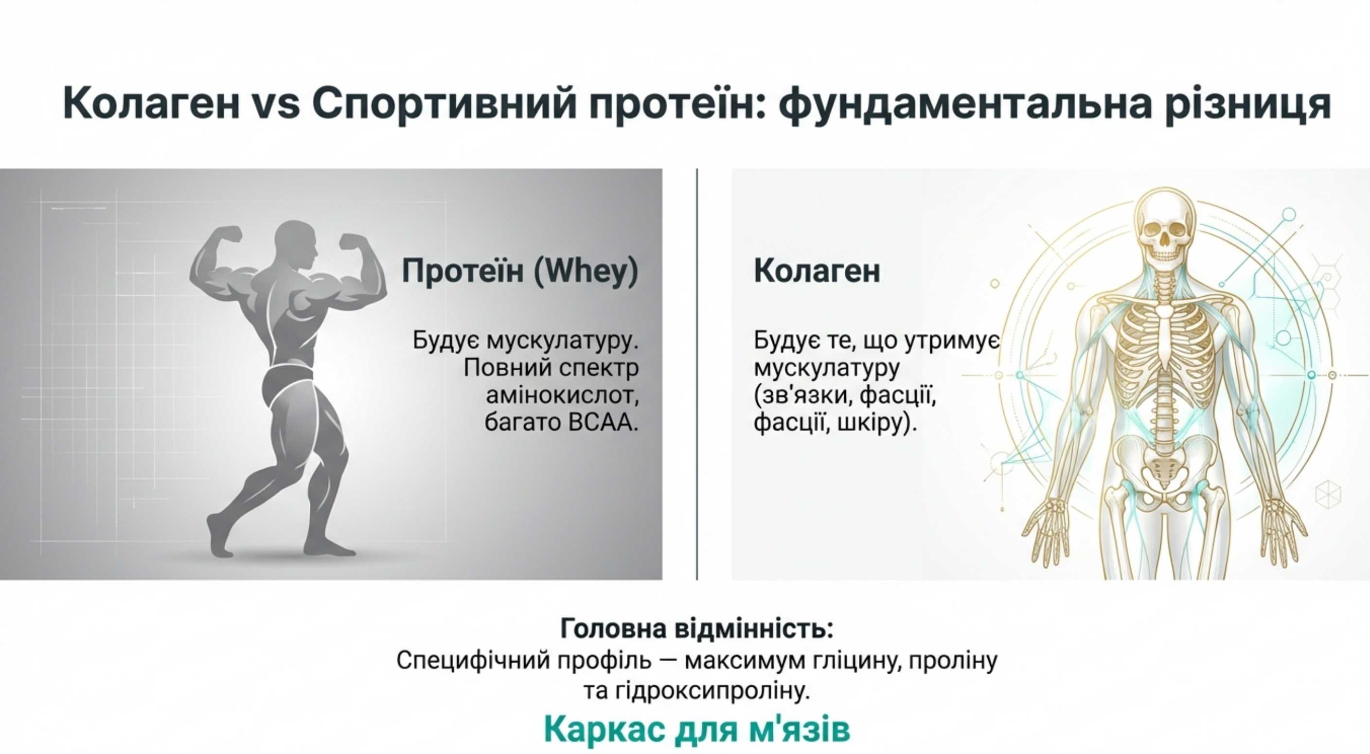 Коллаген и спортивный протеин. Фундаментальная разница