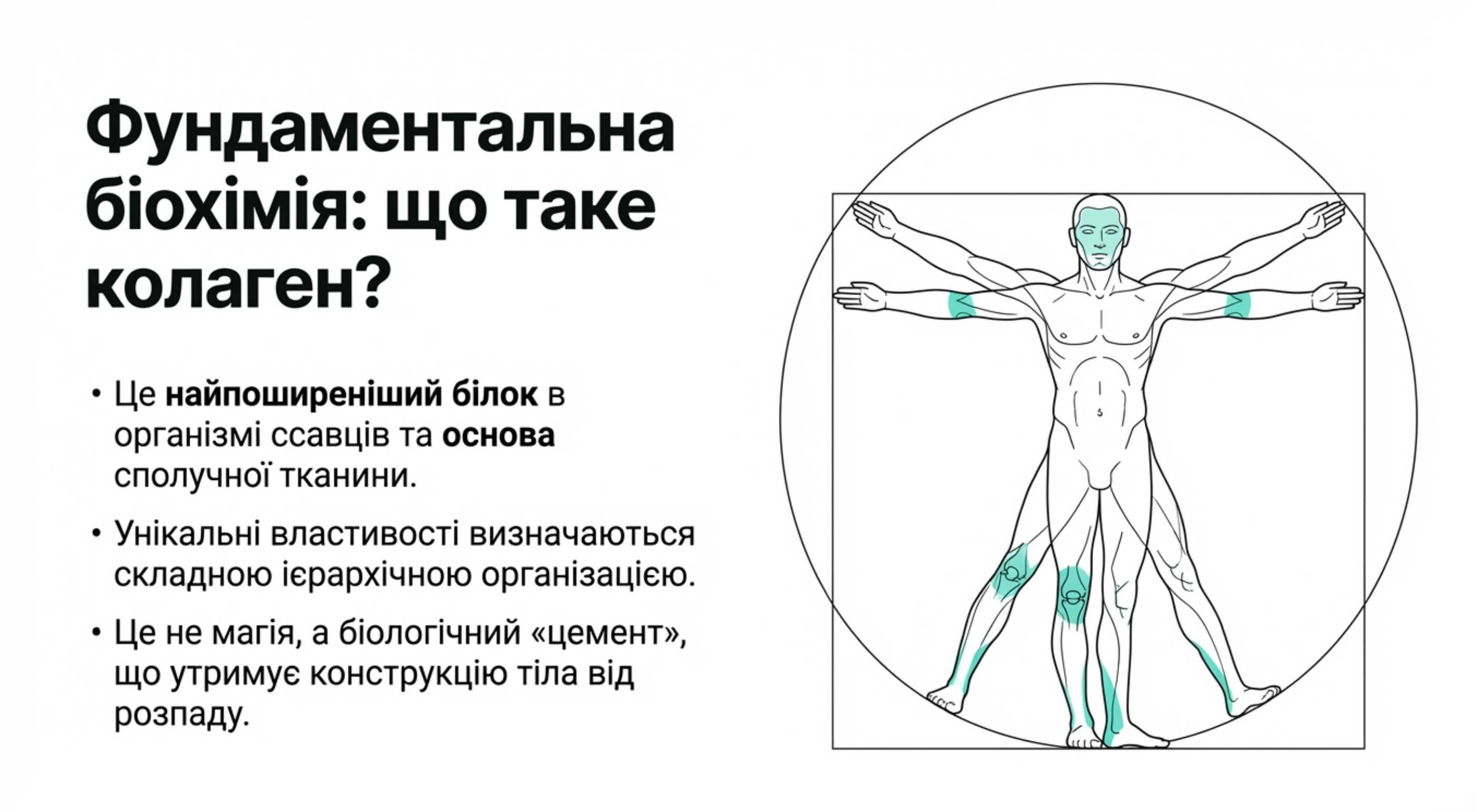 Фундаментальна біохімія. Що таке коллаген і з чого він складається
