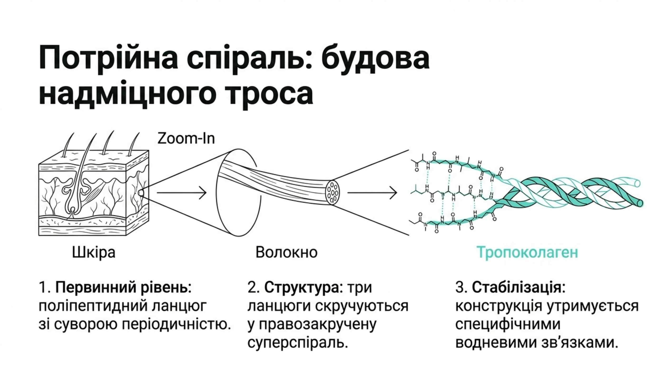 Молекулярна архітектура і тройна спіраль