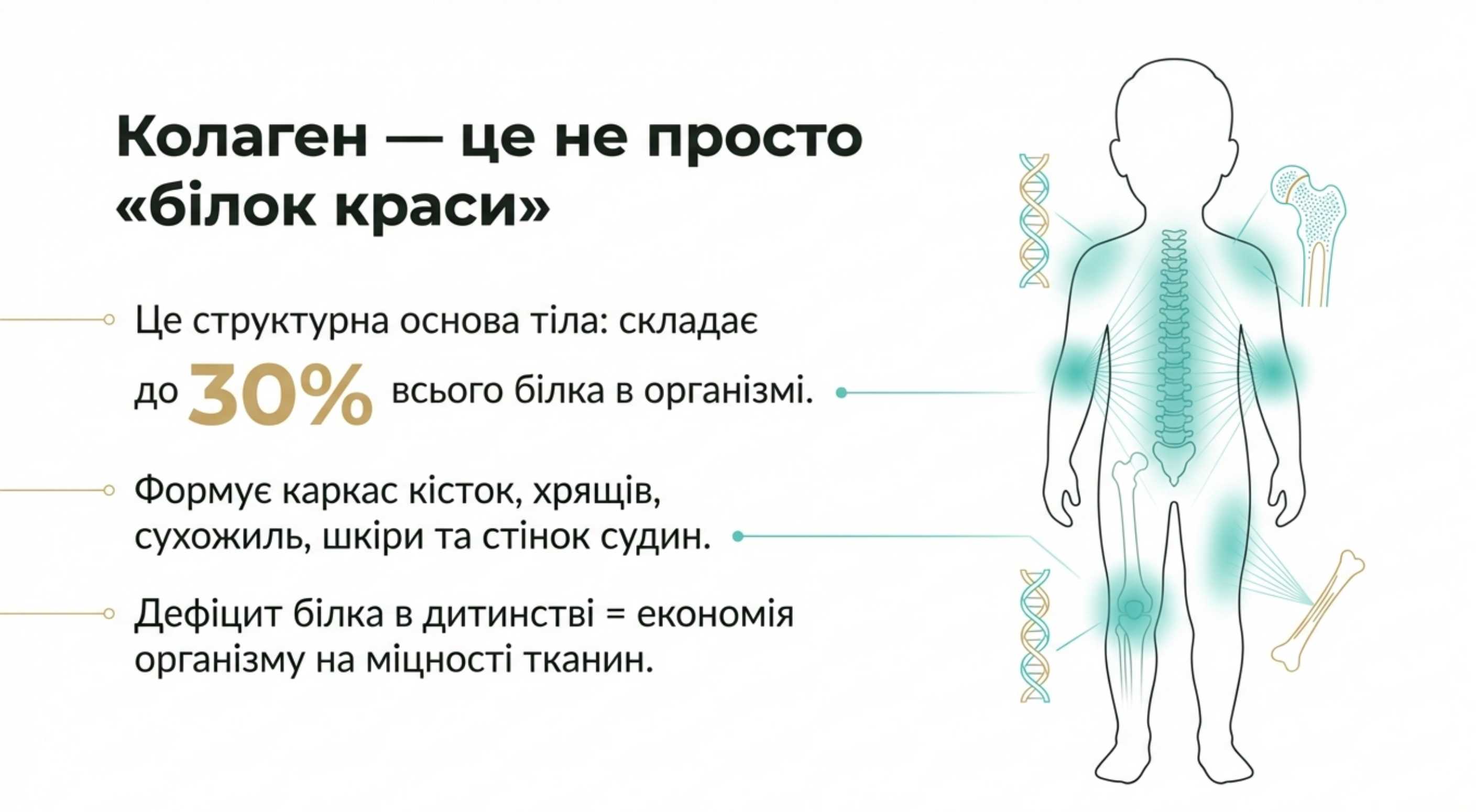 Біологічний фундамент. До скільки років виробляється коллаген і навіщо він ростучому організму