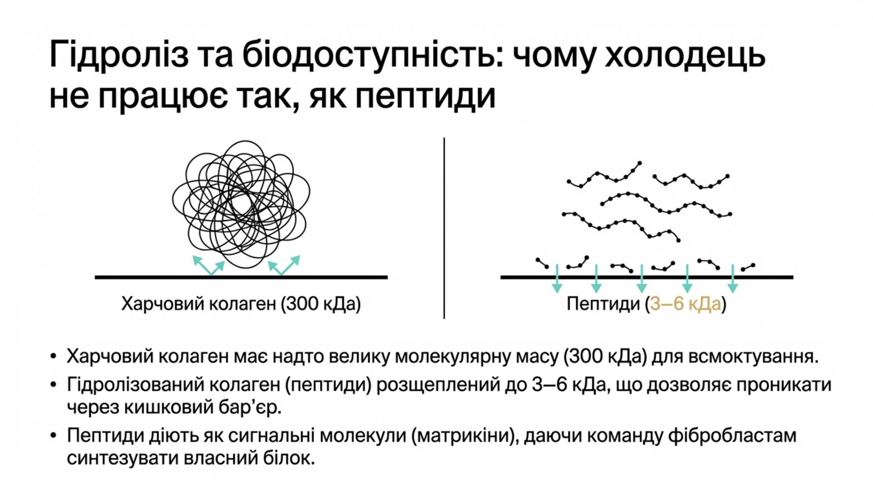 Гідроліз і біодоступність. Чи варто приймати колаген всередину?