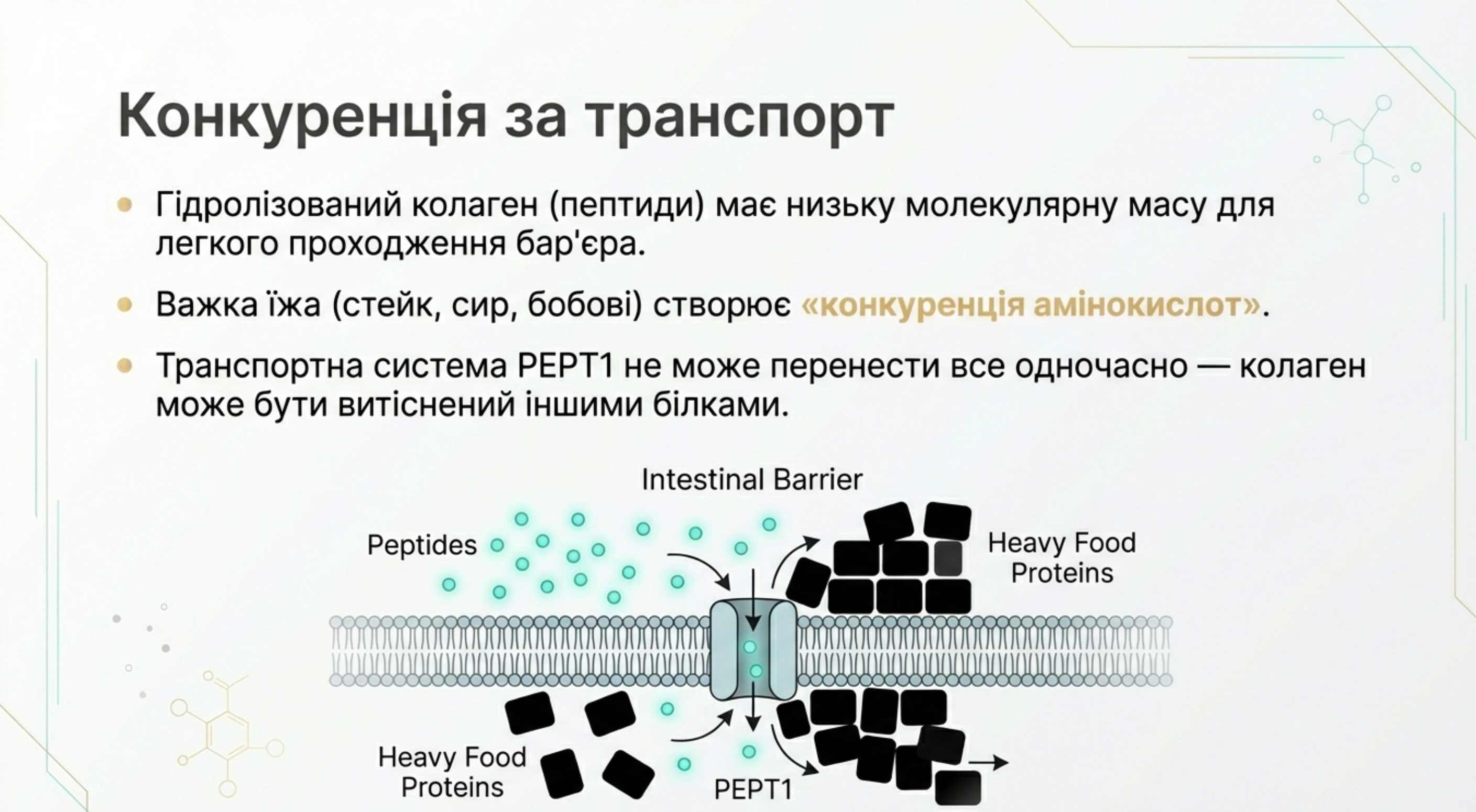 Біохімія засвоєння. Чому питання таймінгу критичне
