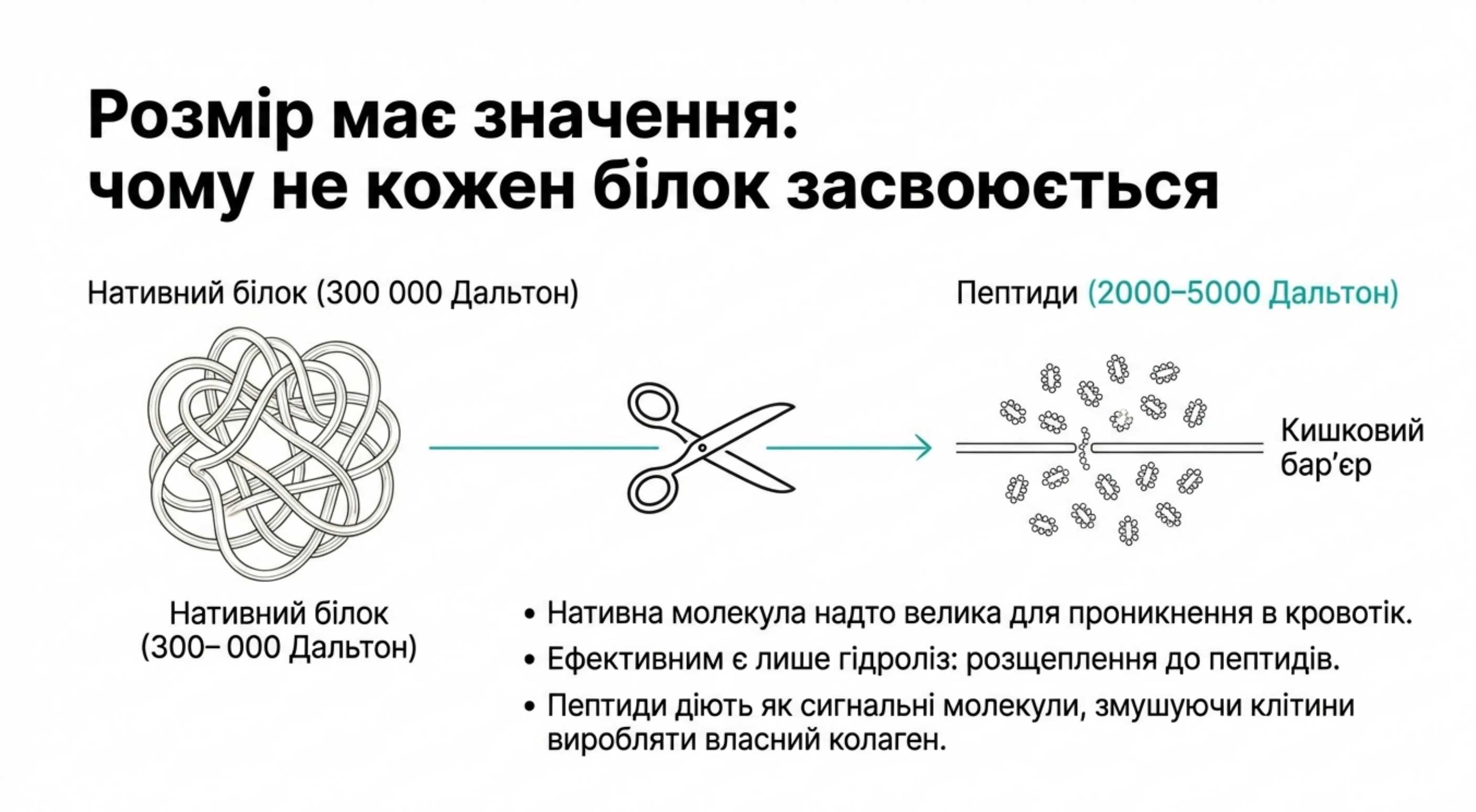 Біохімія засвоєння. Чому не будь-який білок працює