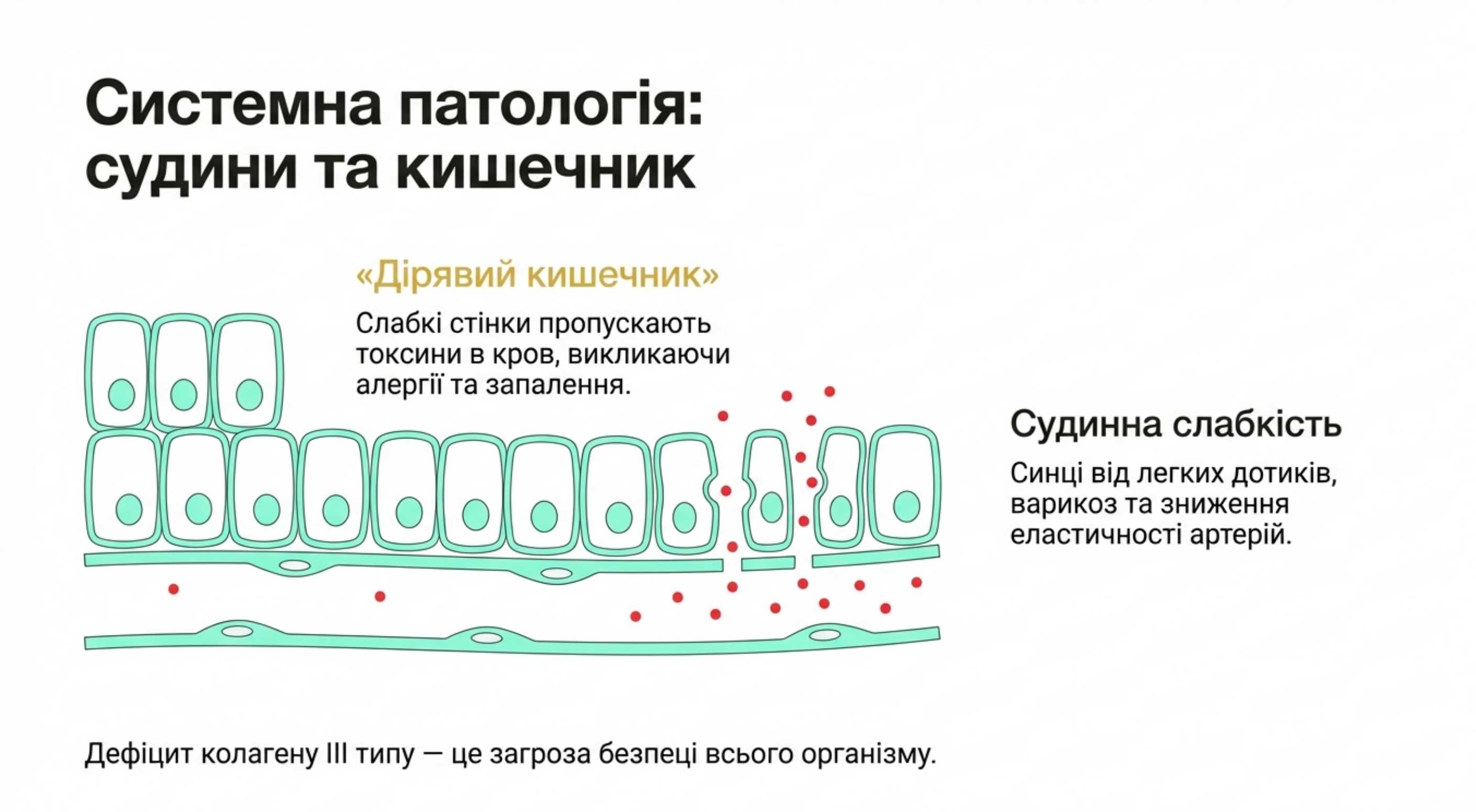 Шлунково-кишковий тракт і судини