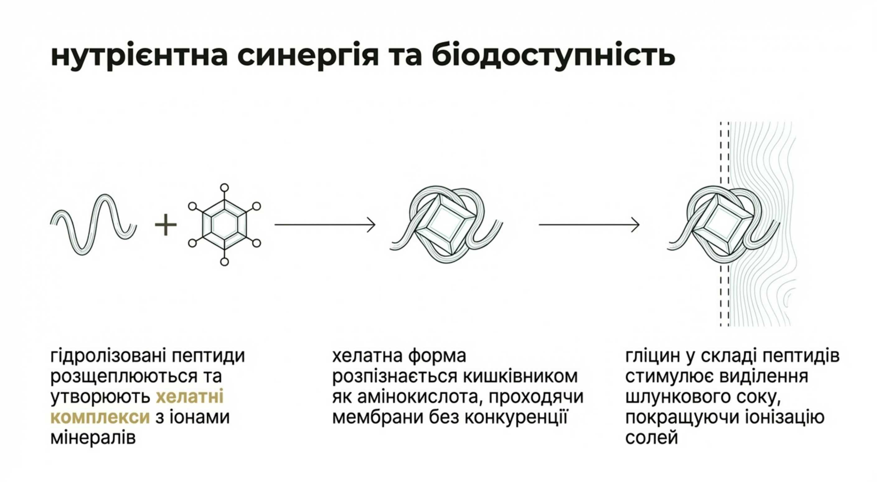 Коллаген і кальцій. Сумісність і механізми нутрієнтної синергії