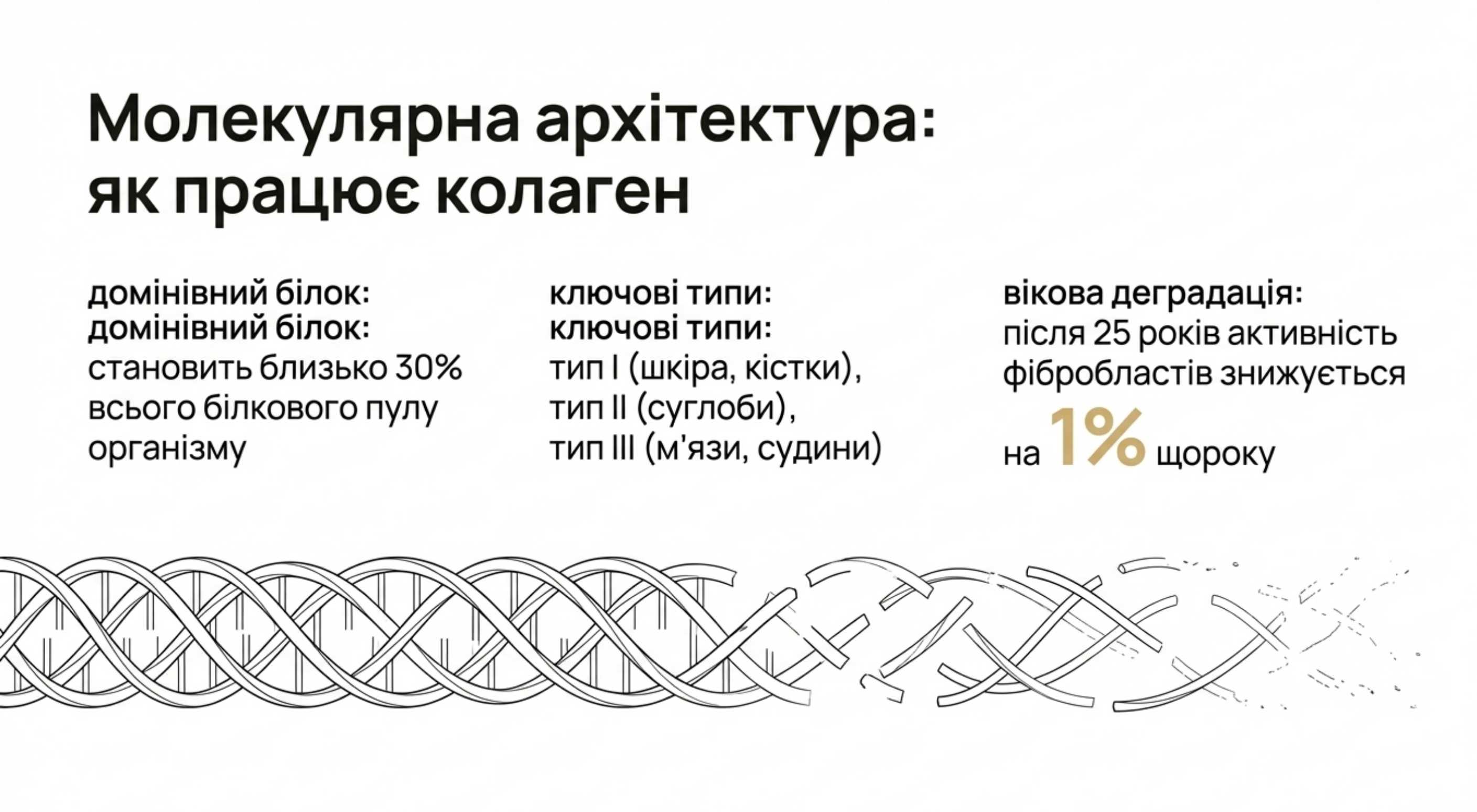 Молекулярна архітектура. Як працює колаген в організмі людини