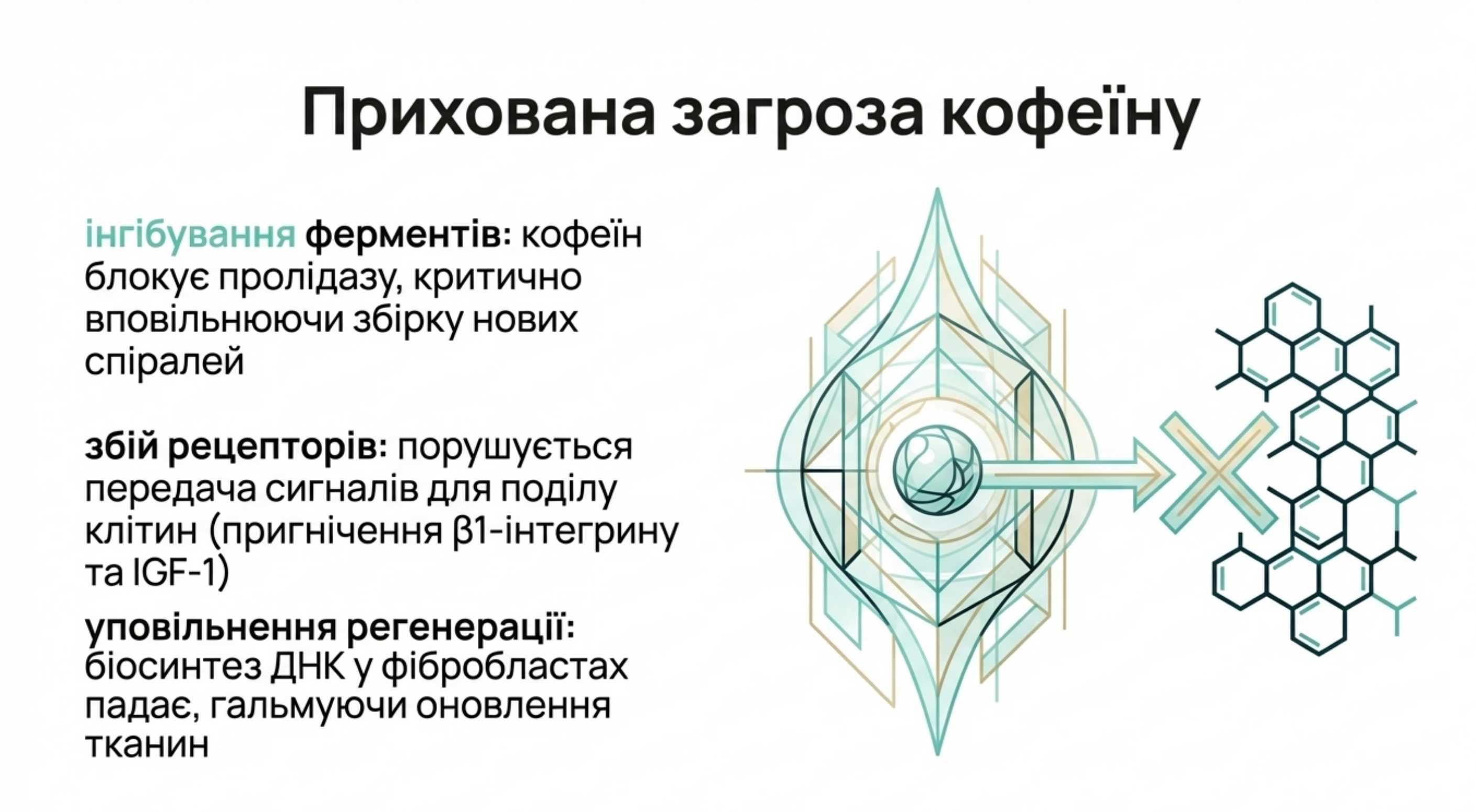 Біохімічний антагонізм. Схована загроза кофеїну