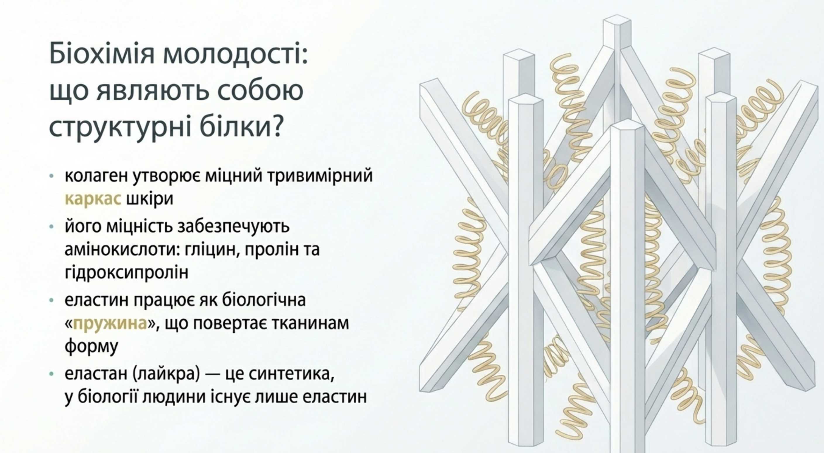 Біохімія молодості. Що являють собою структурні білки?