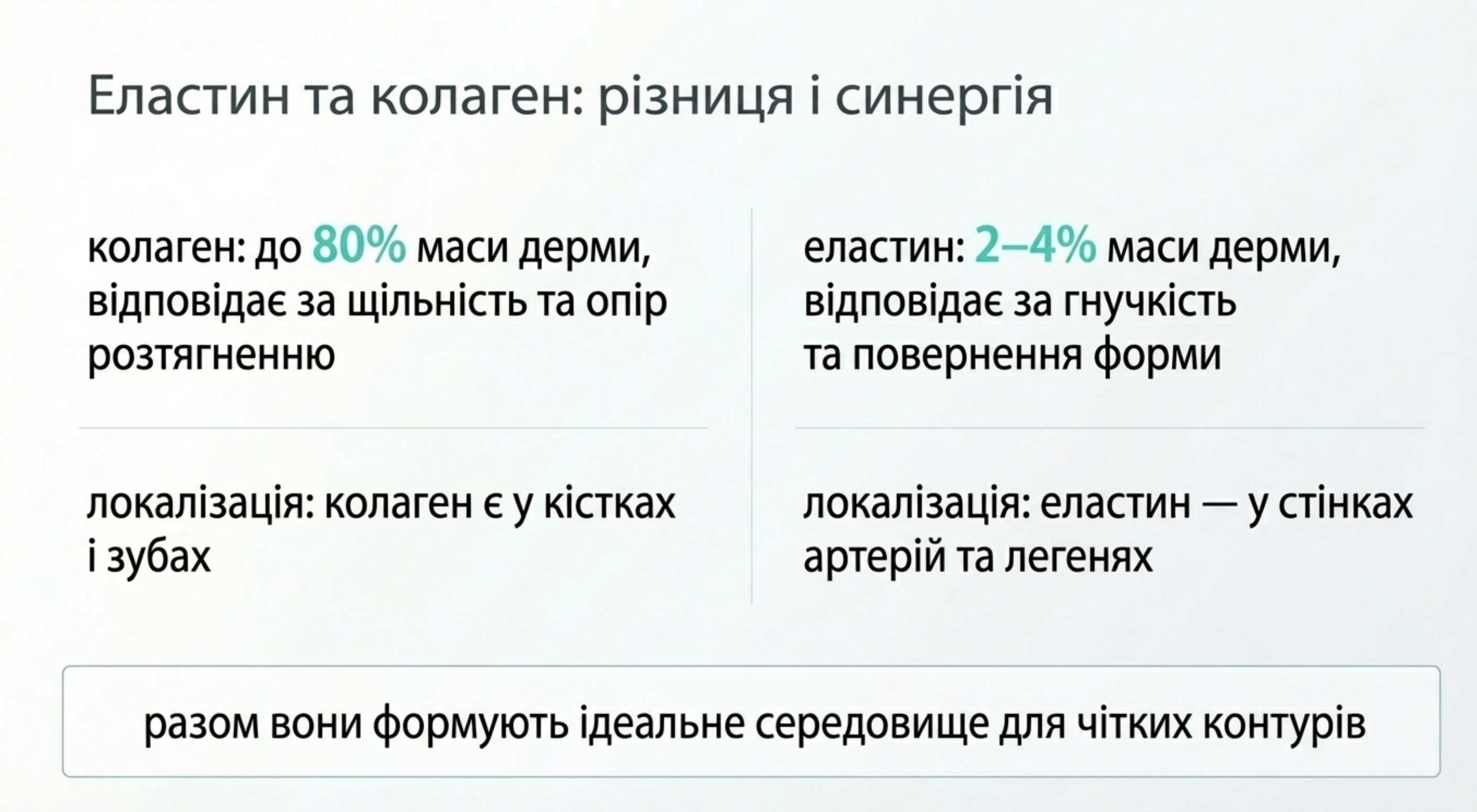 Еластин та коллаген різниця та синергія в організмі