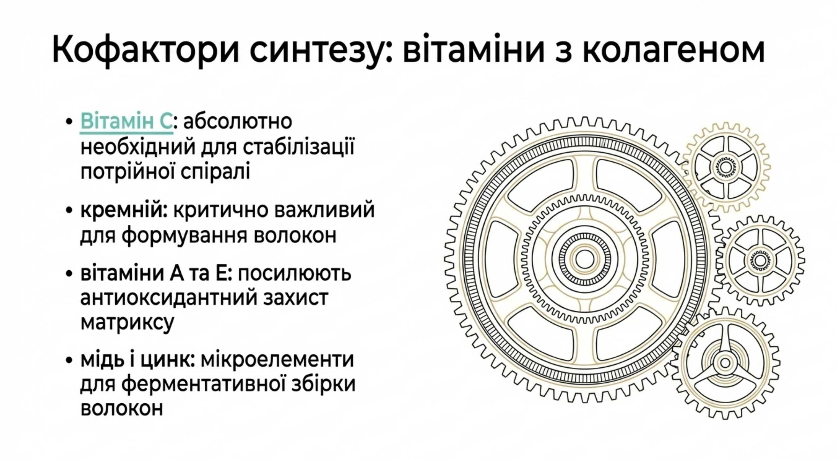 2. Кофактори синтезу. Вітаміни з коллагеном та еластином