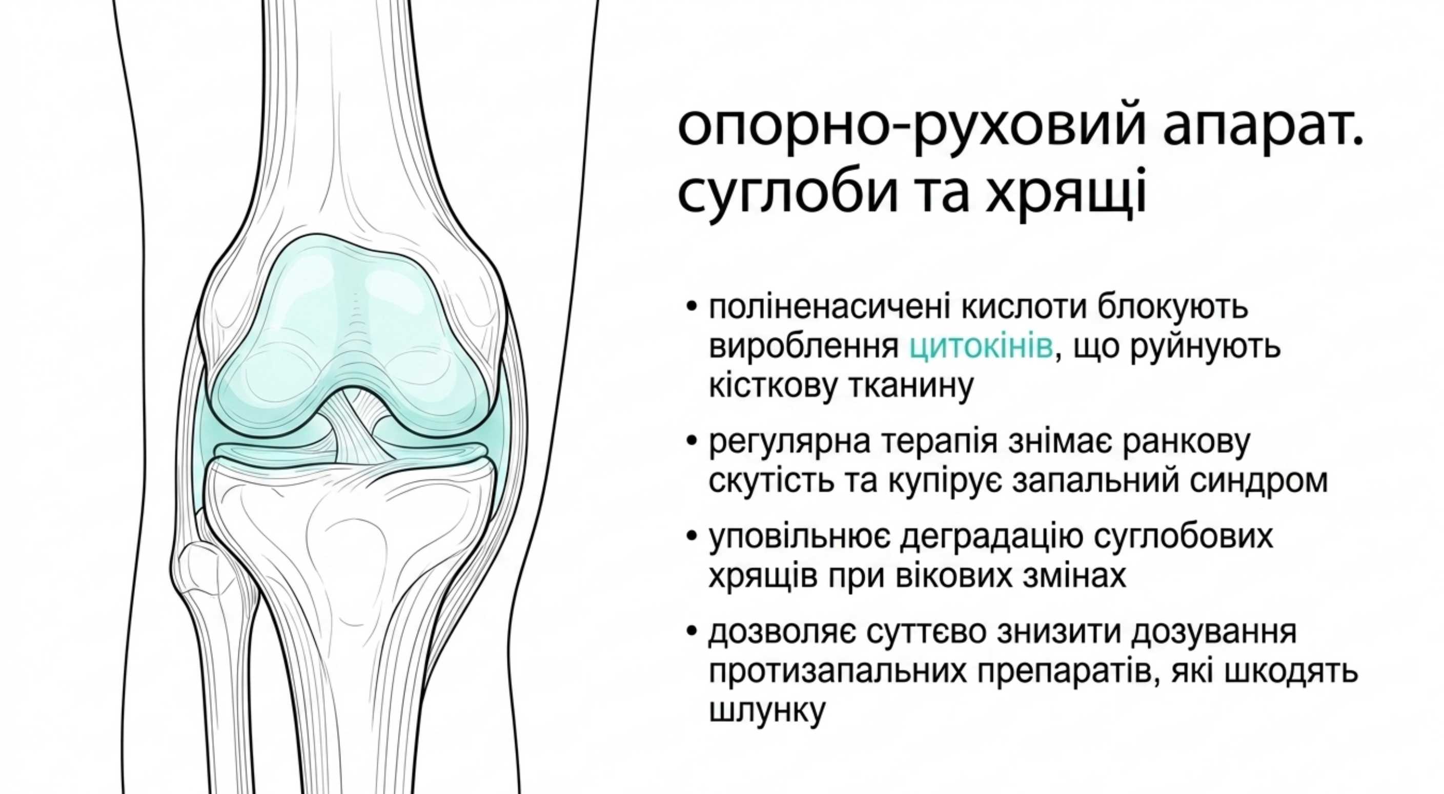 Опорно-руховий апарат. Суглоби та хрящі