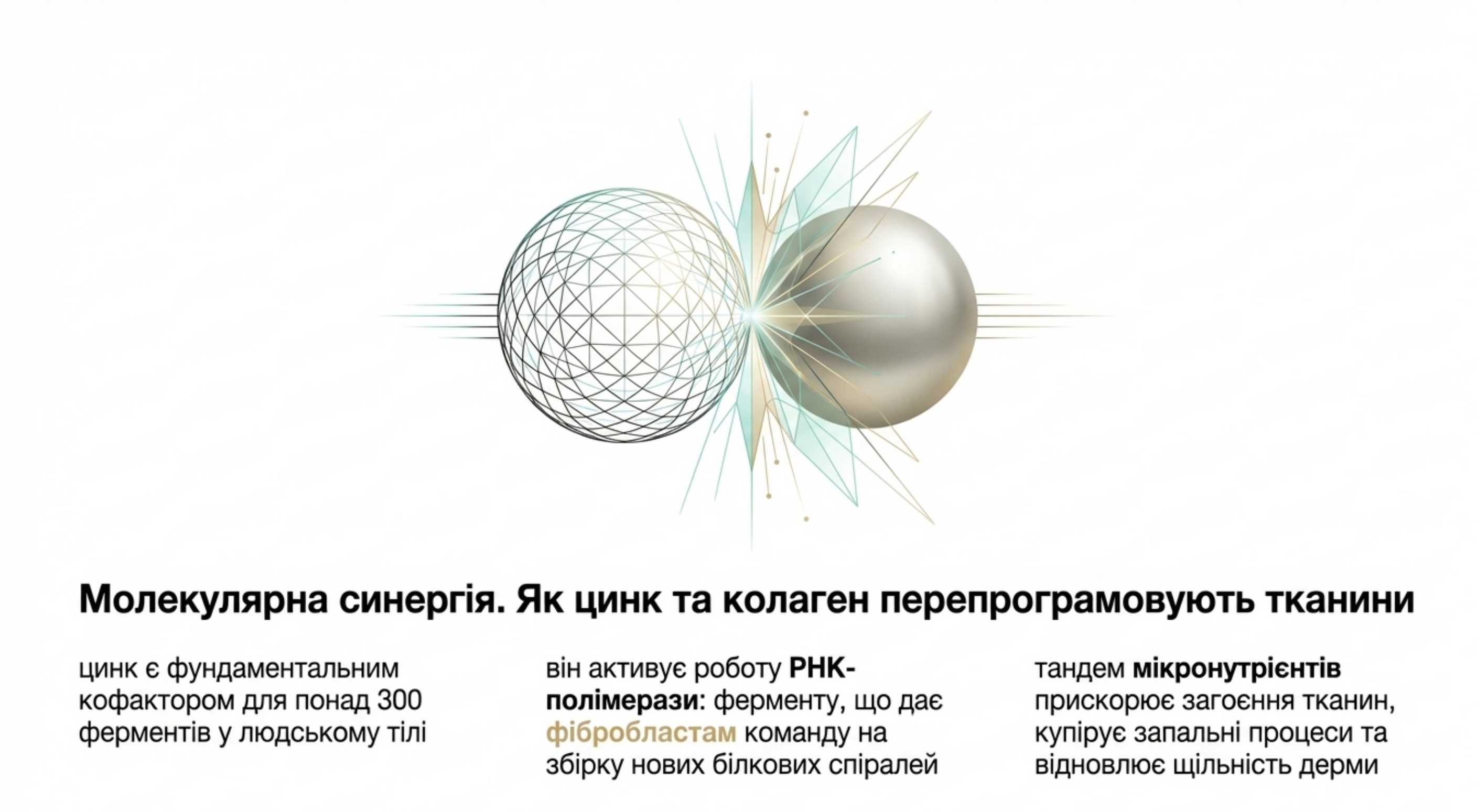 Молекулярна синергія. Як цинк і коллаген перепрограмують тканини