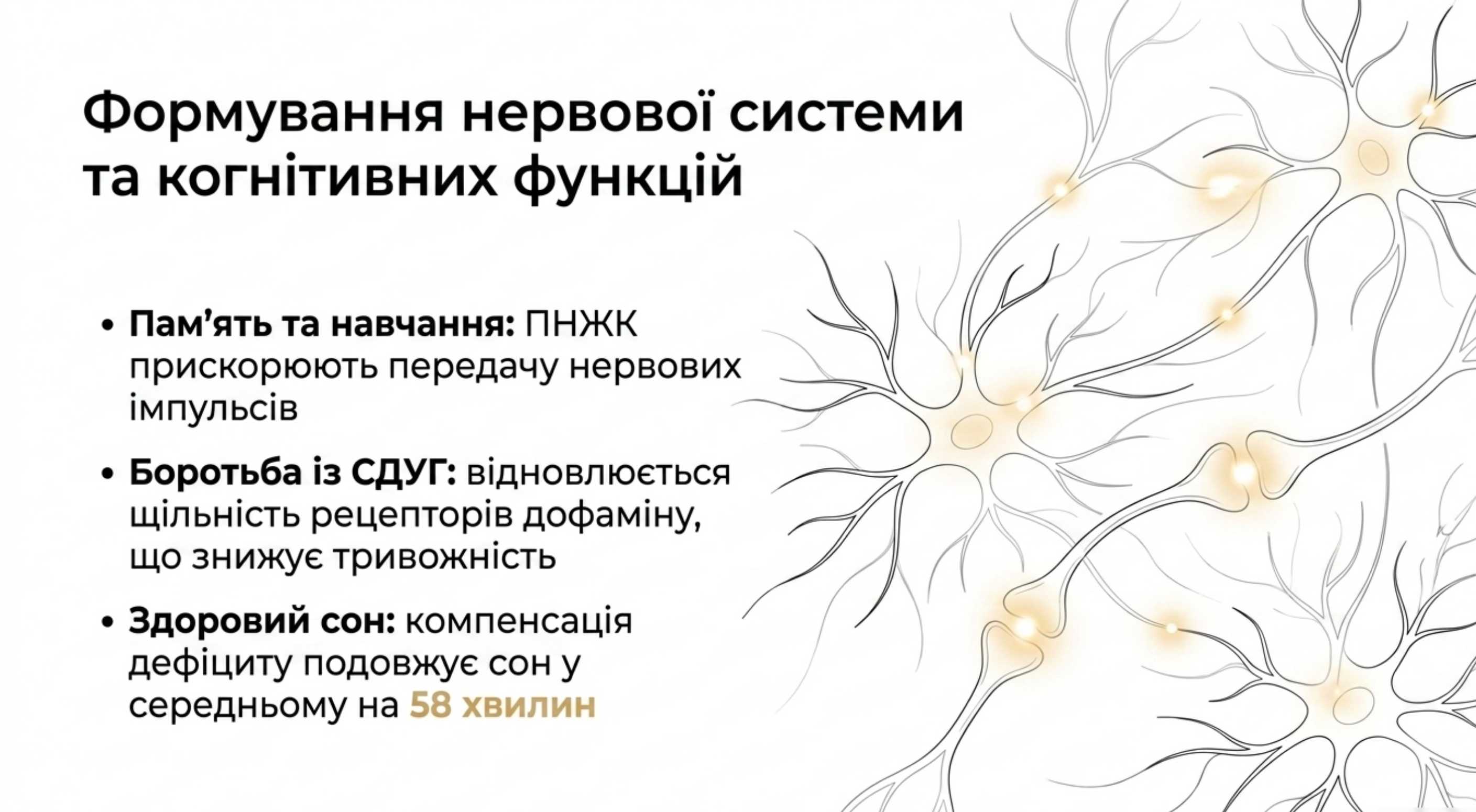 1. Формування нервової системи та когнітивних функцій