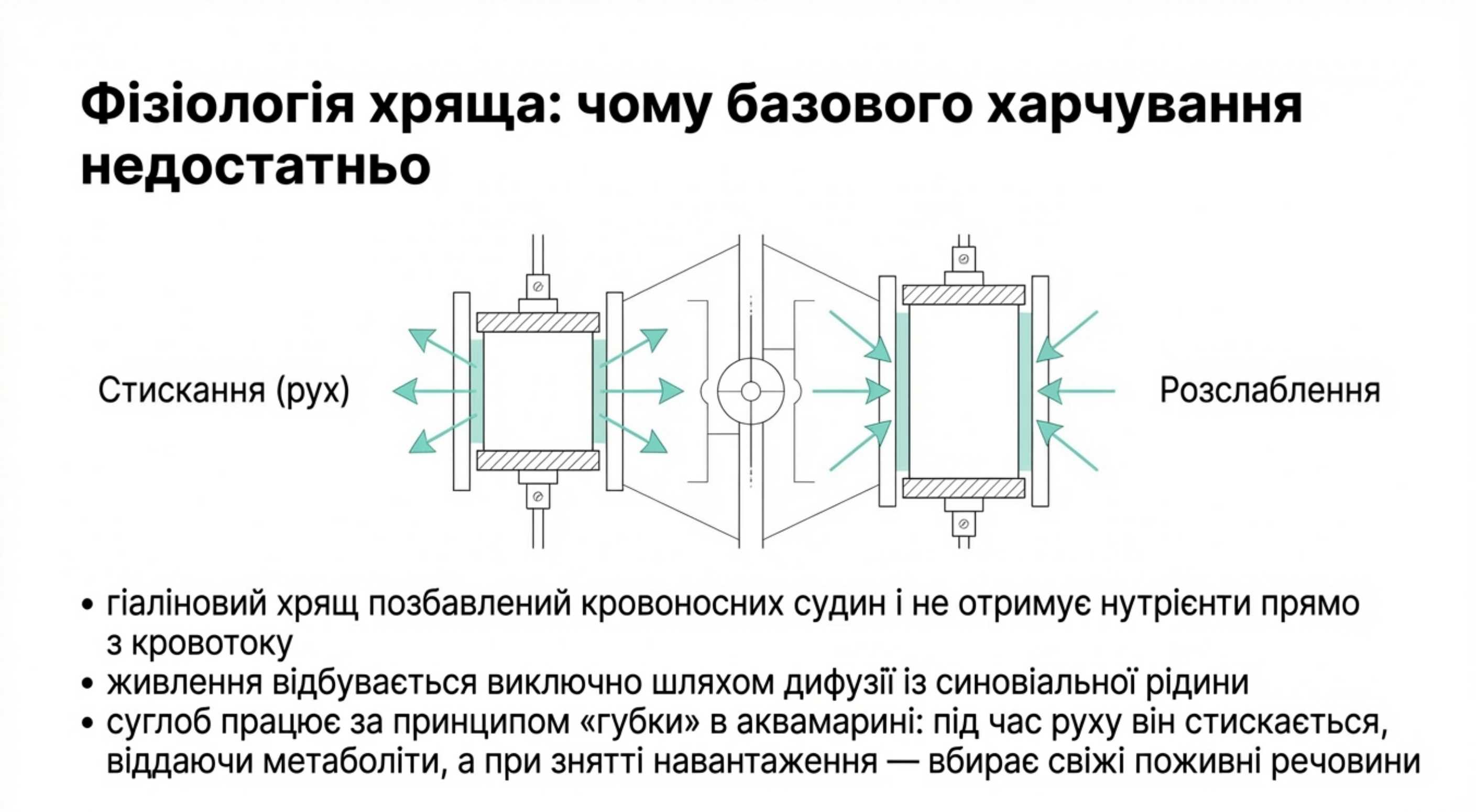 Фізіологія хрящової тканини. Чому базового харчування недостатньо