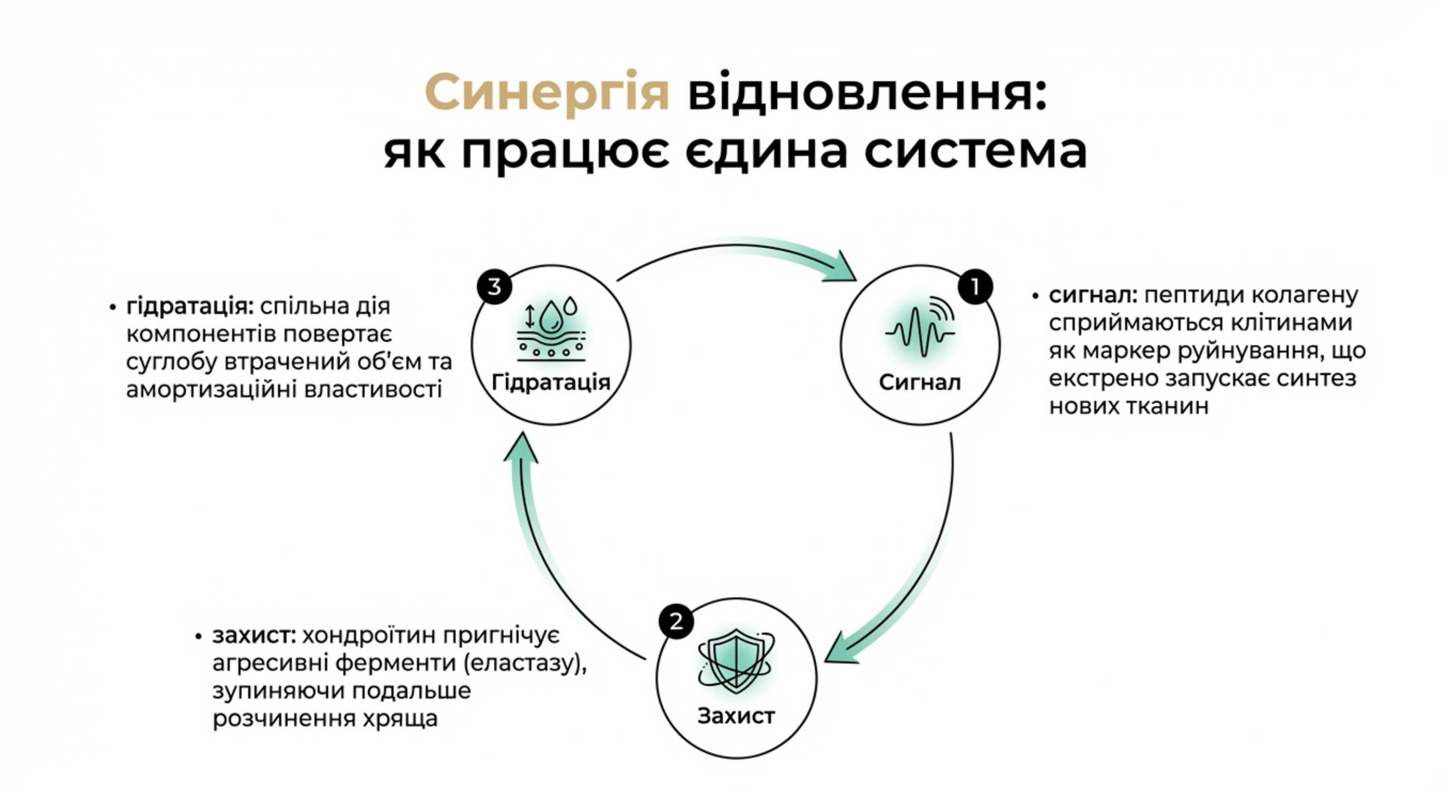 Що краще колаген чи хондроїтин?