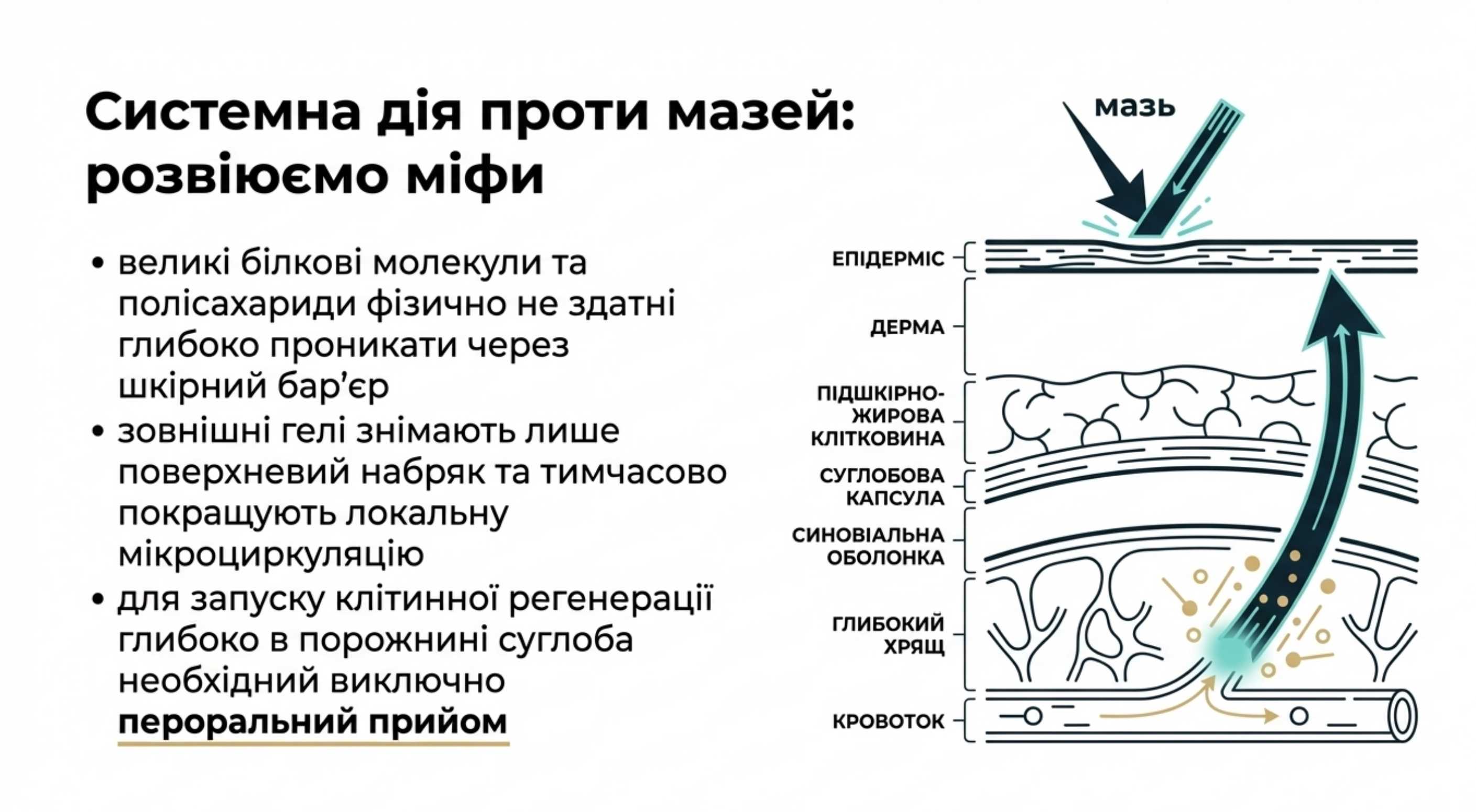 Механізм дії. Колаген і хондропротектори в єдиній системі