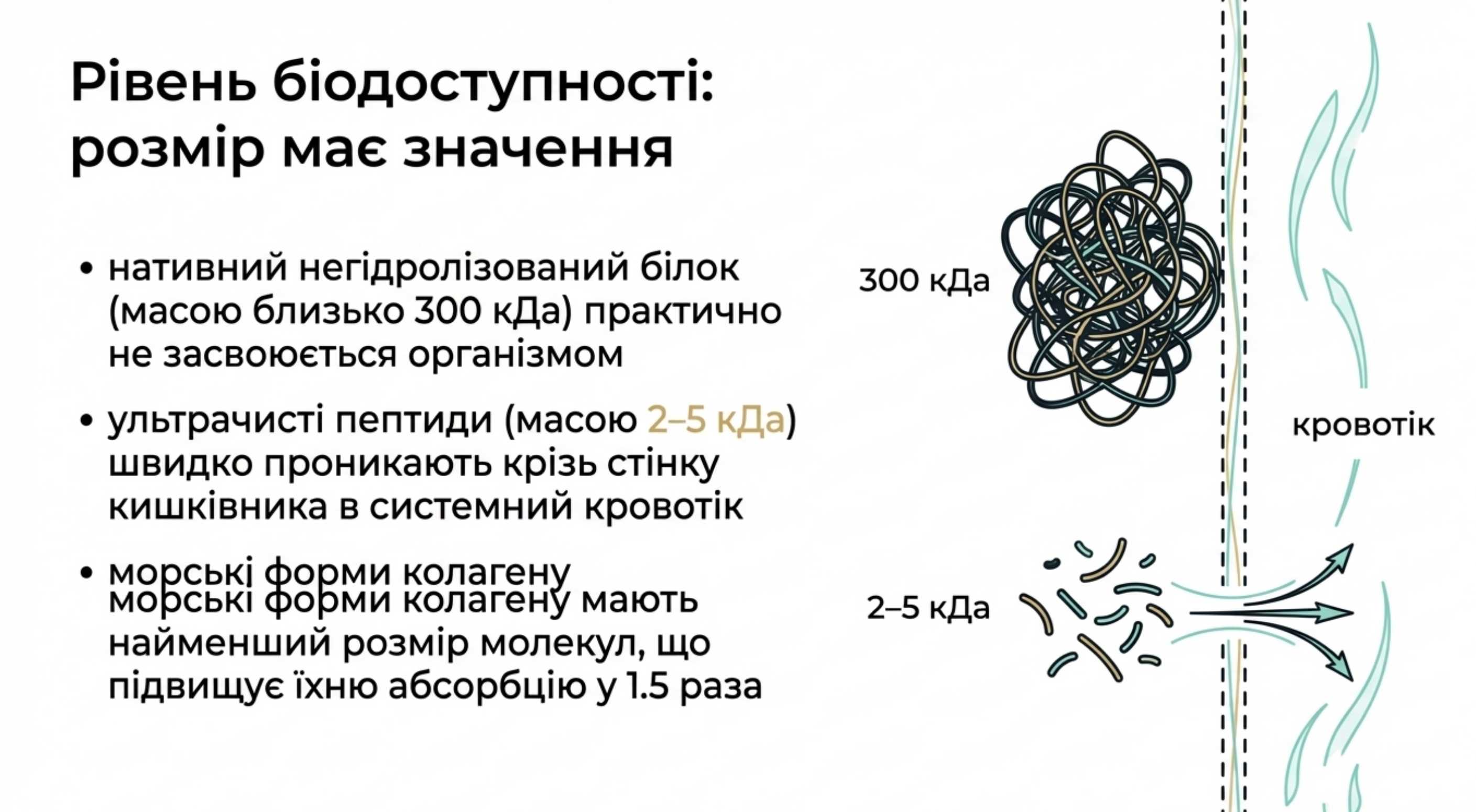 Колаген чи хондропротектори. Розвіюємо міфи про зовнішнє застосування