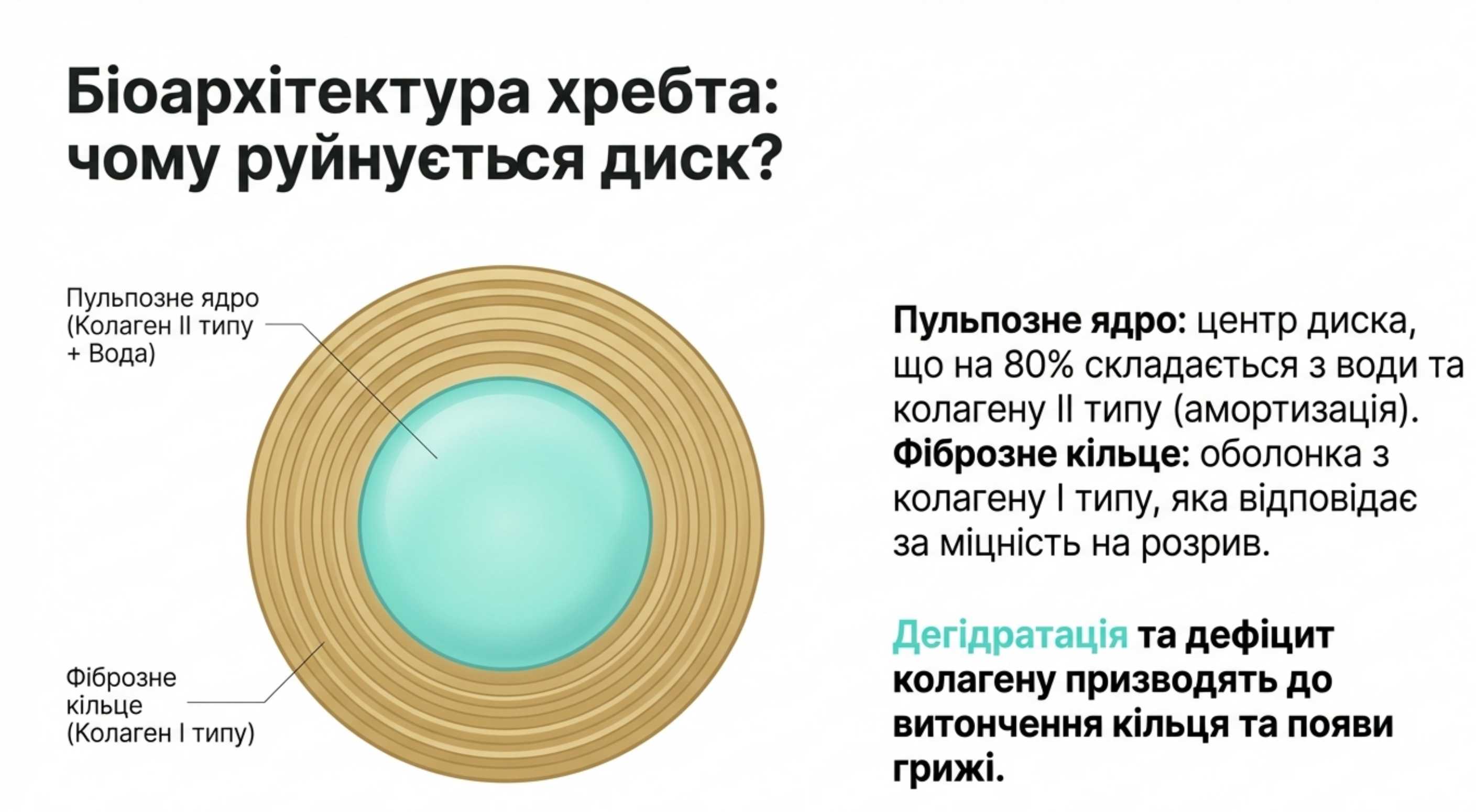 Біоархітектура хребта. Чому відбувається руйнування