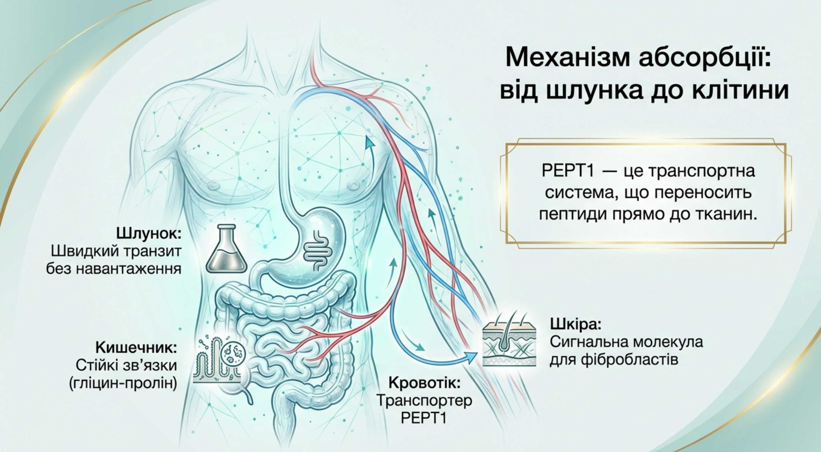 Як відбувається абсорбція?