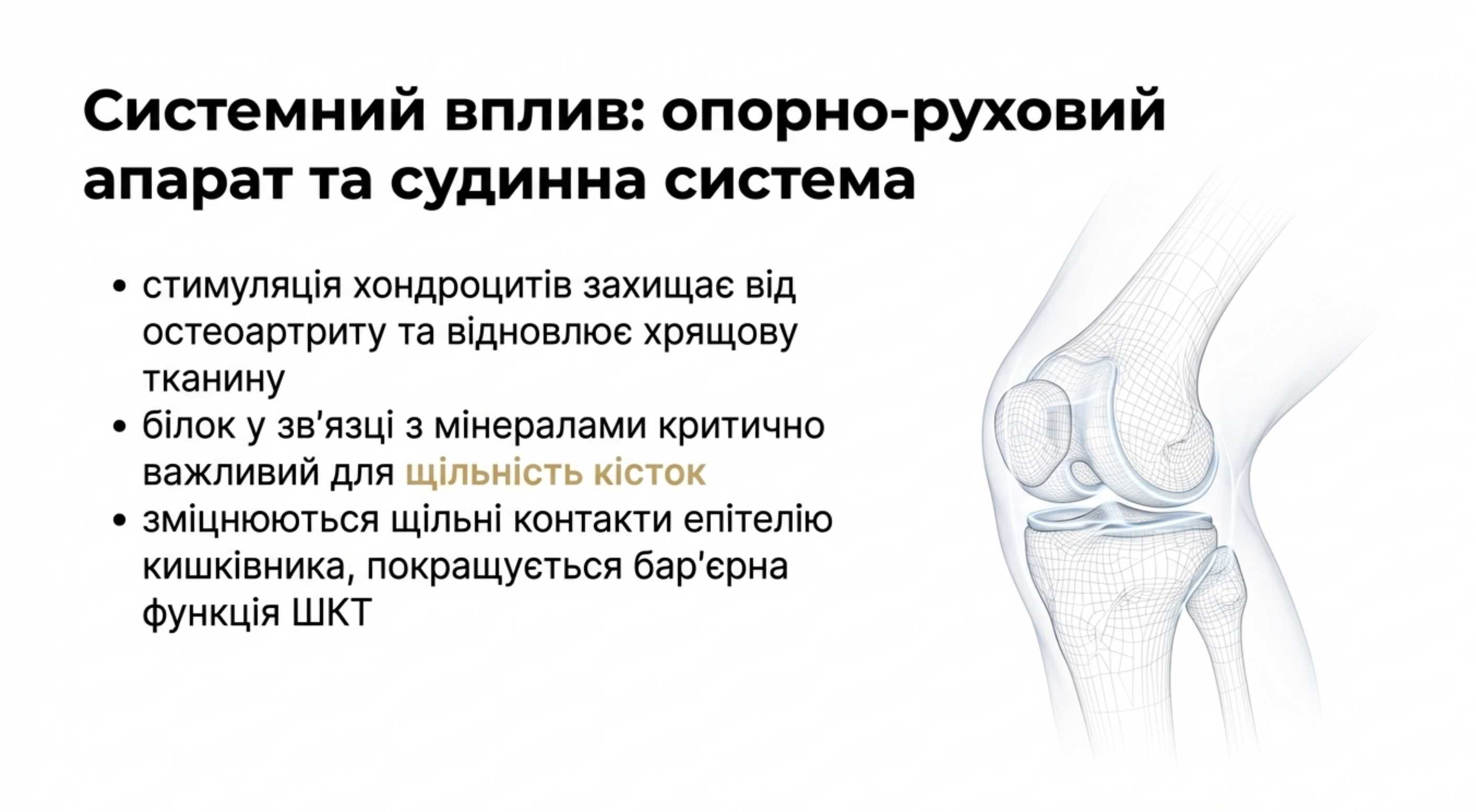 2. Опорно-руховий апарат