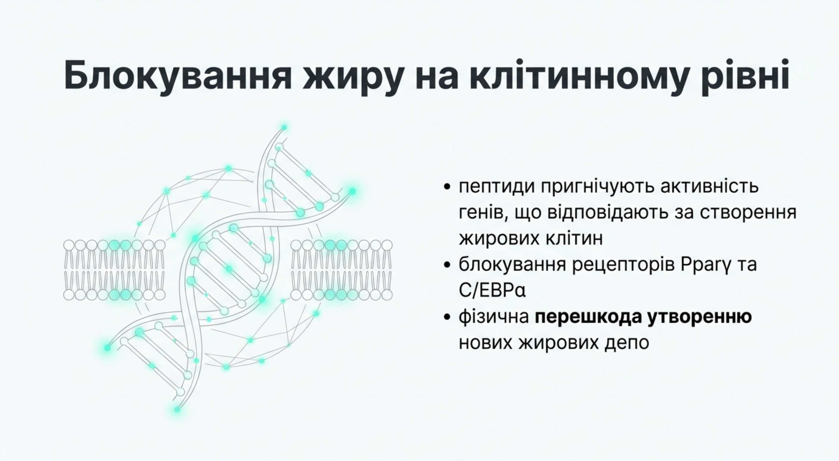 Блокування адипогенезу на генетичному рівні