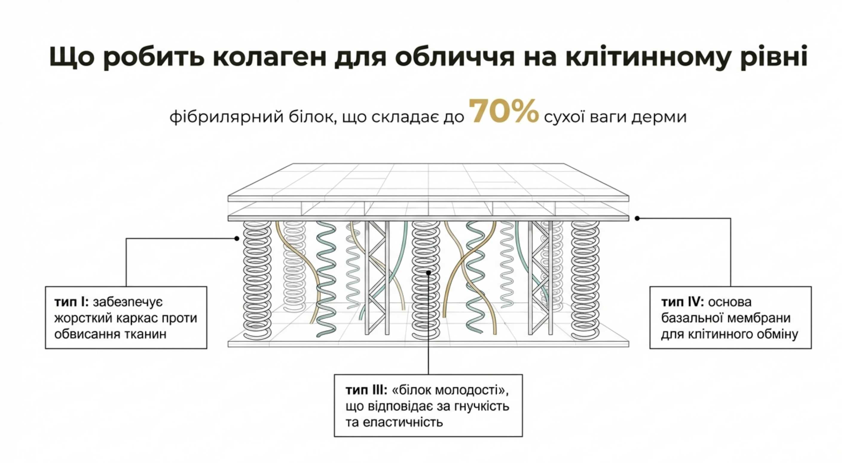 Біологічна архітектура. Що робить колаген для обличчя на клітинному рівні