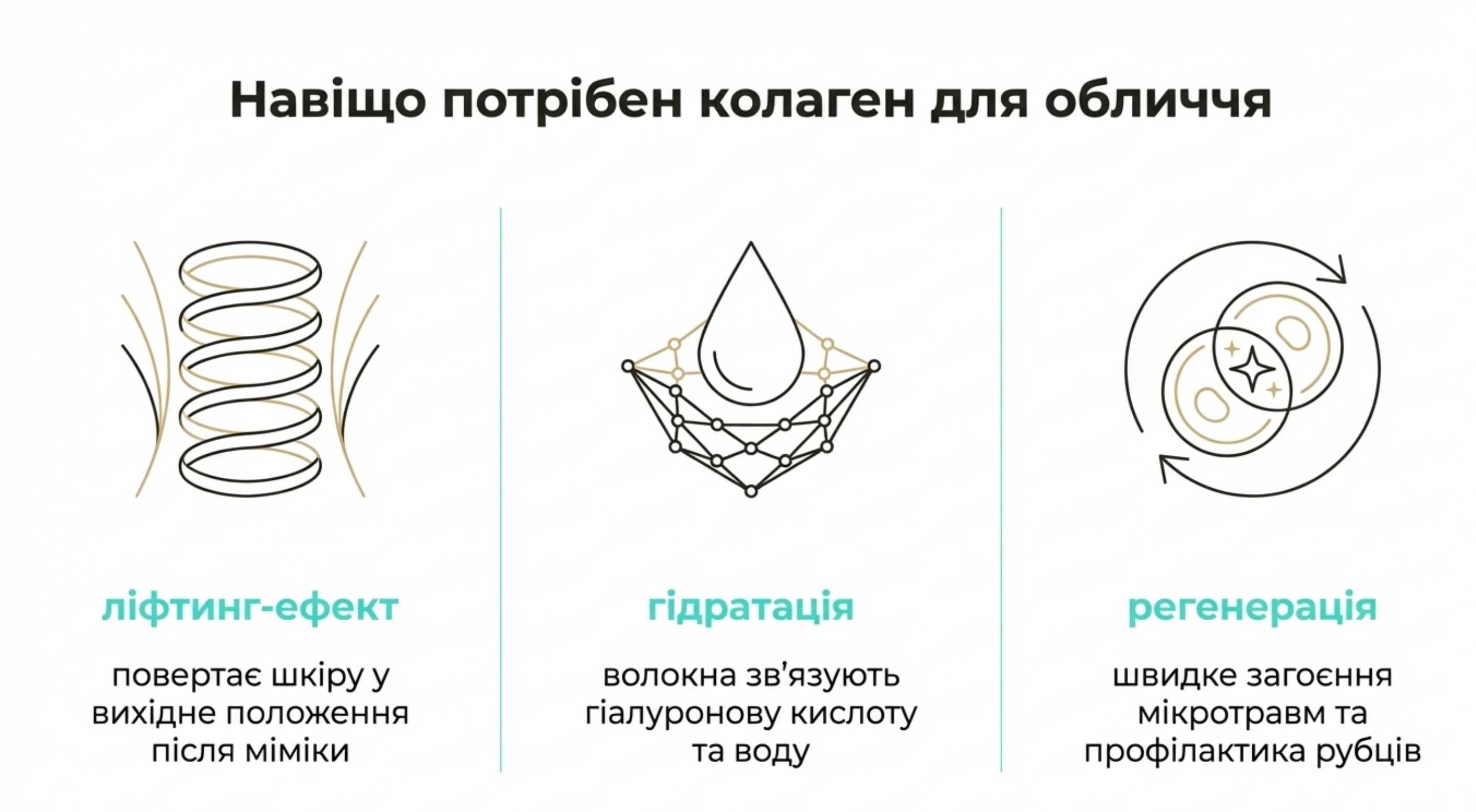 Основні функції білка в дермальному матриксі