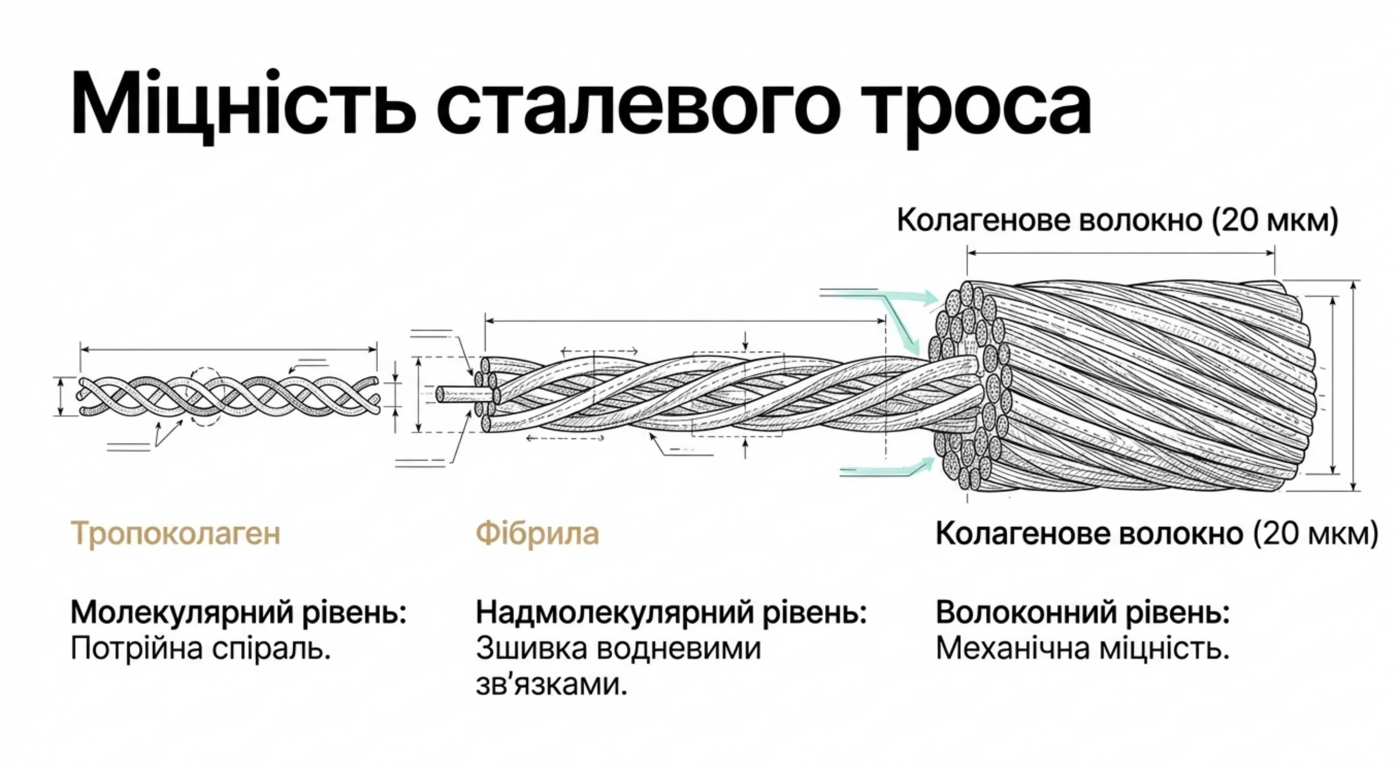 Рівні організації. Від молекули до волокна