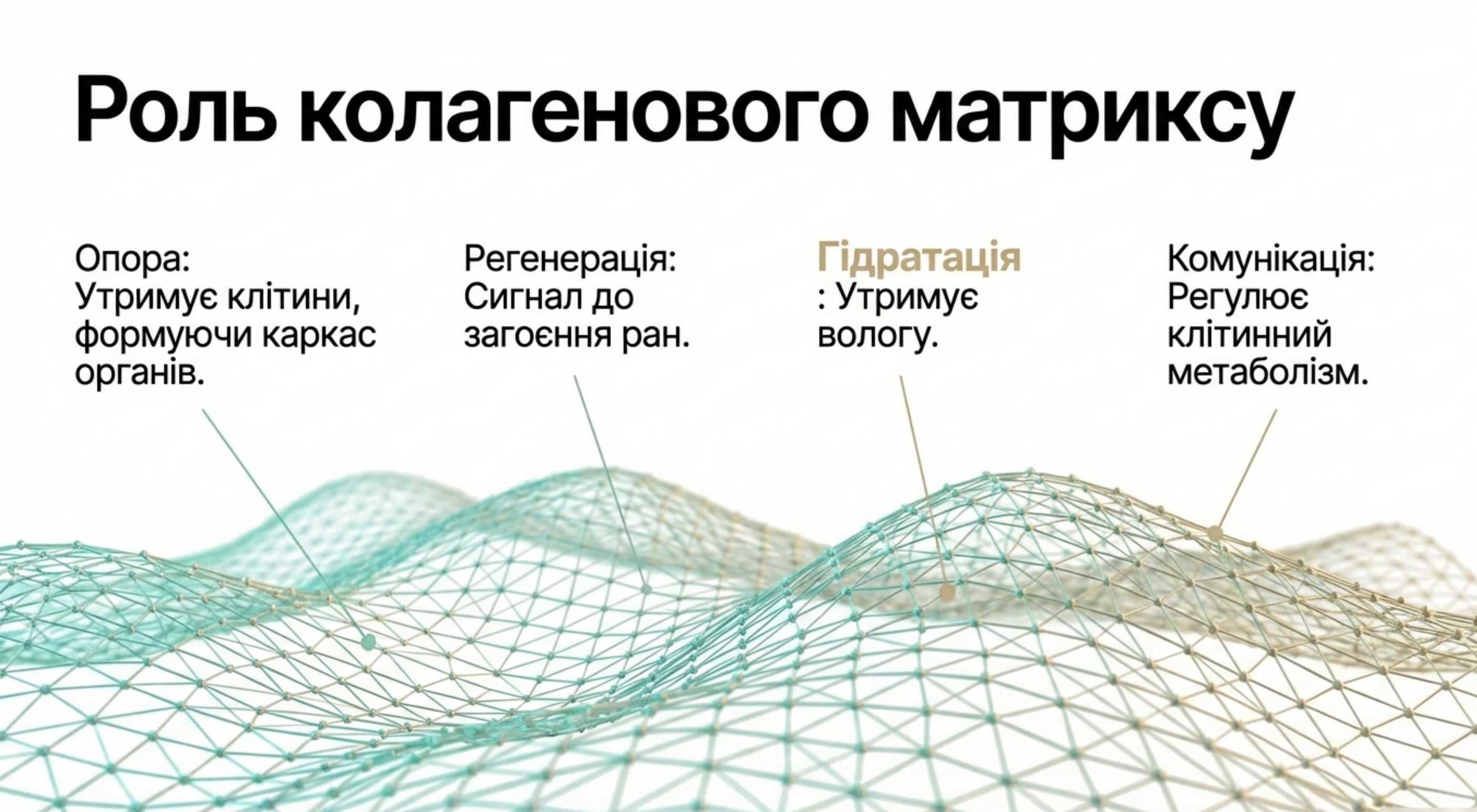 Коллагенові волокна гістологія і локалізація в тканинах