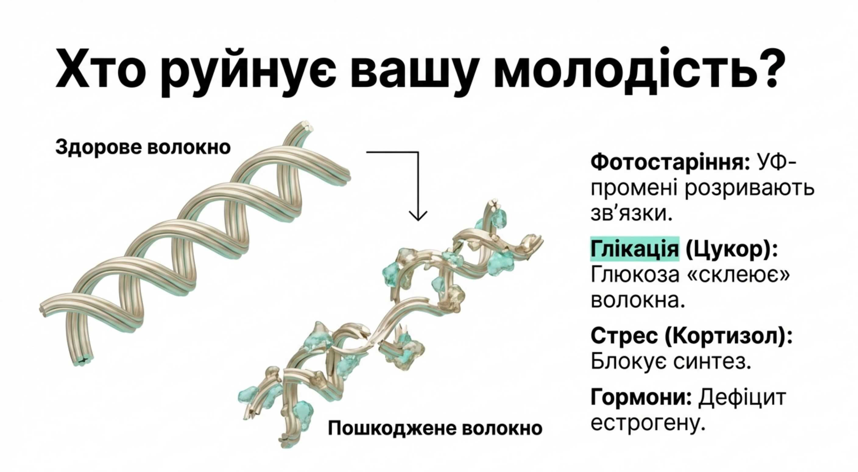 Коллагенові волокна функції. Більше, ніж просто каркас