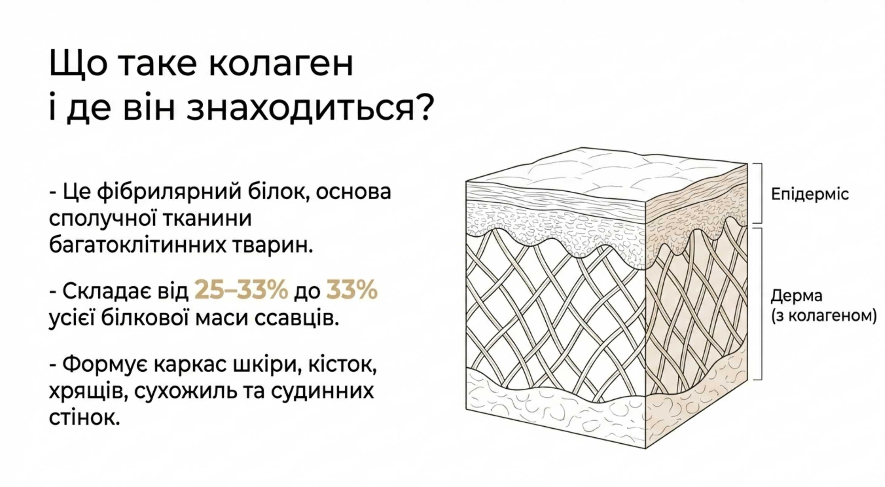 Біологічна природа. Що таке коллаген і де він знаходиться