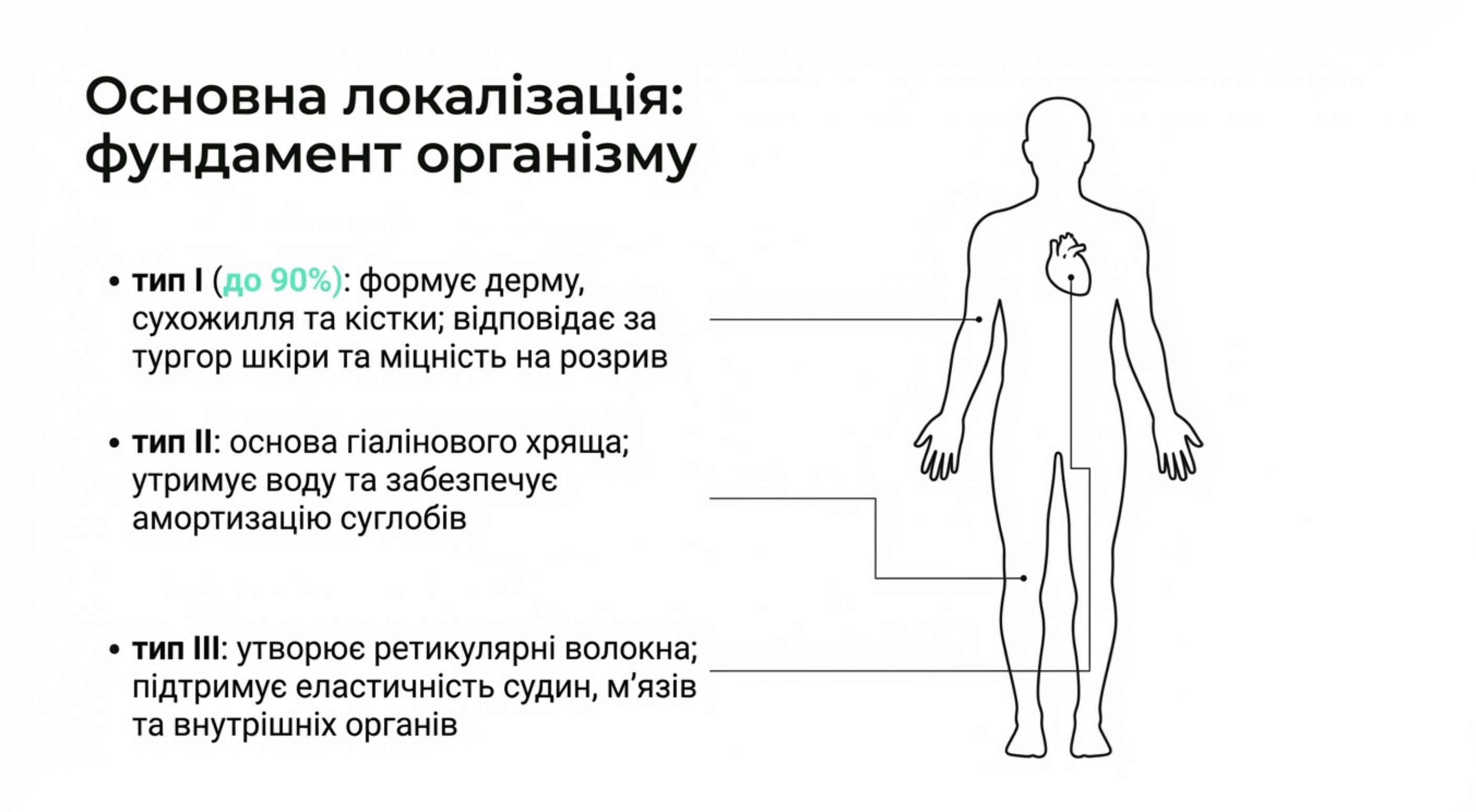 Основні види коллагенів та їх локалізація