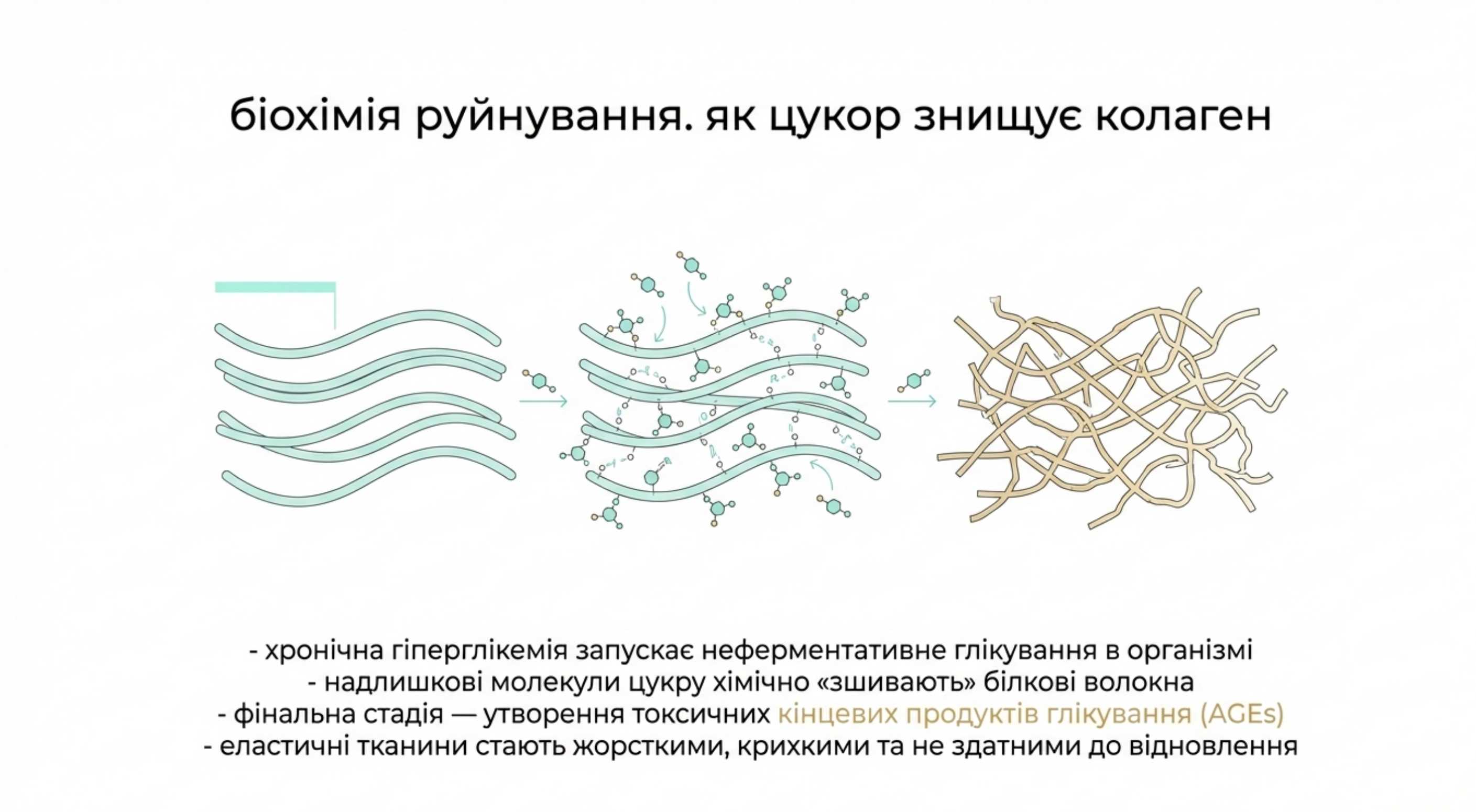 Біохімія руйнування. Як цукор і колаген взаємодіють в організмі