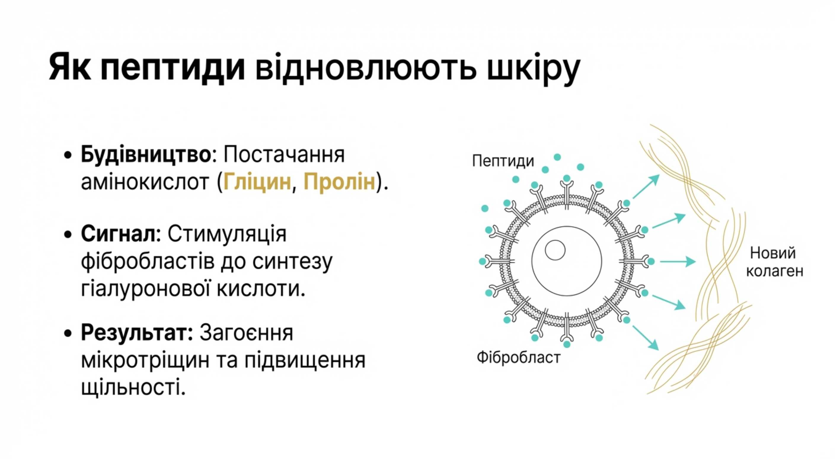 Відновлення структурної цілісності шкіри