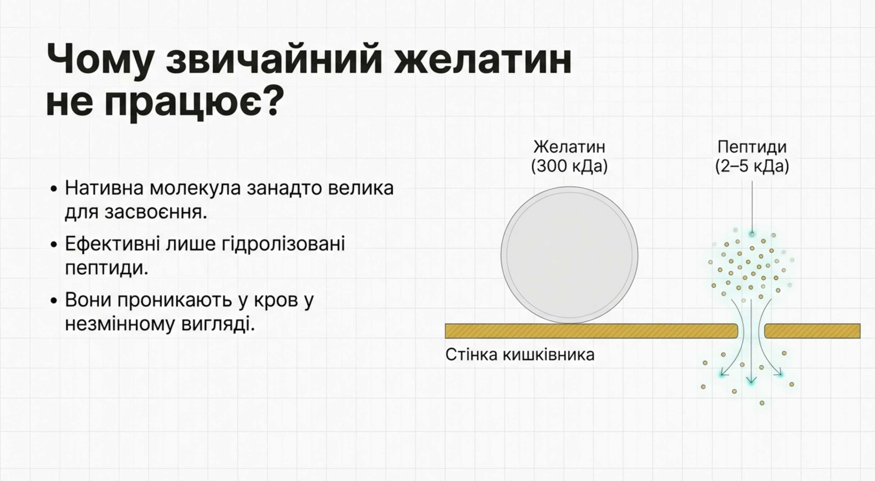 Біодоступність і гідроліз. Чому звичайний желатин не працює
