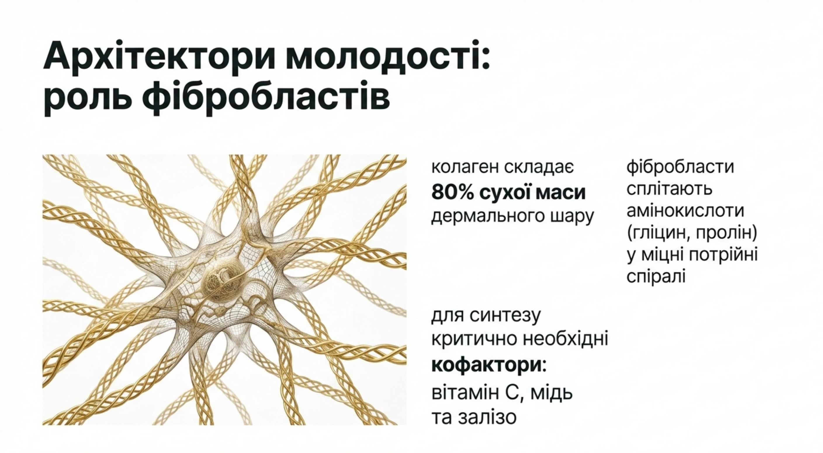 Які клітини шкіри синтезують коллаген?